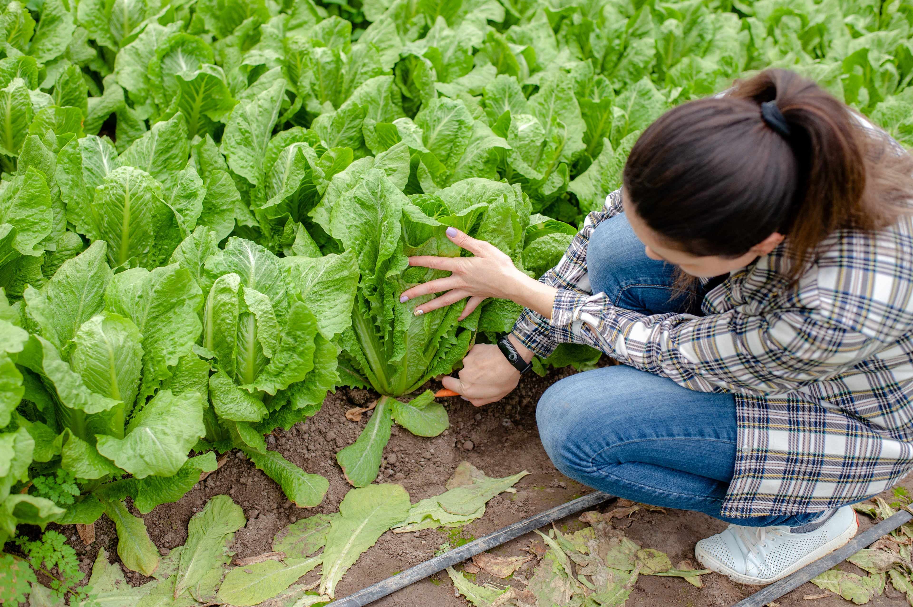 3000 PARRIS ISLAND Romaine LETTUCE Lactuca Sativa Vegetable Seeds