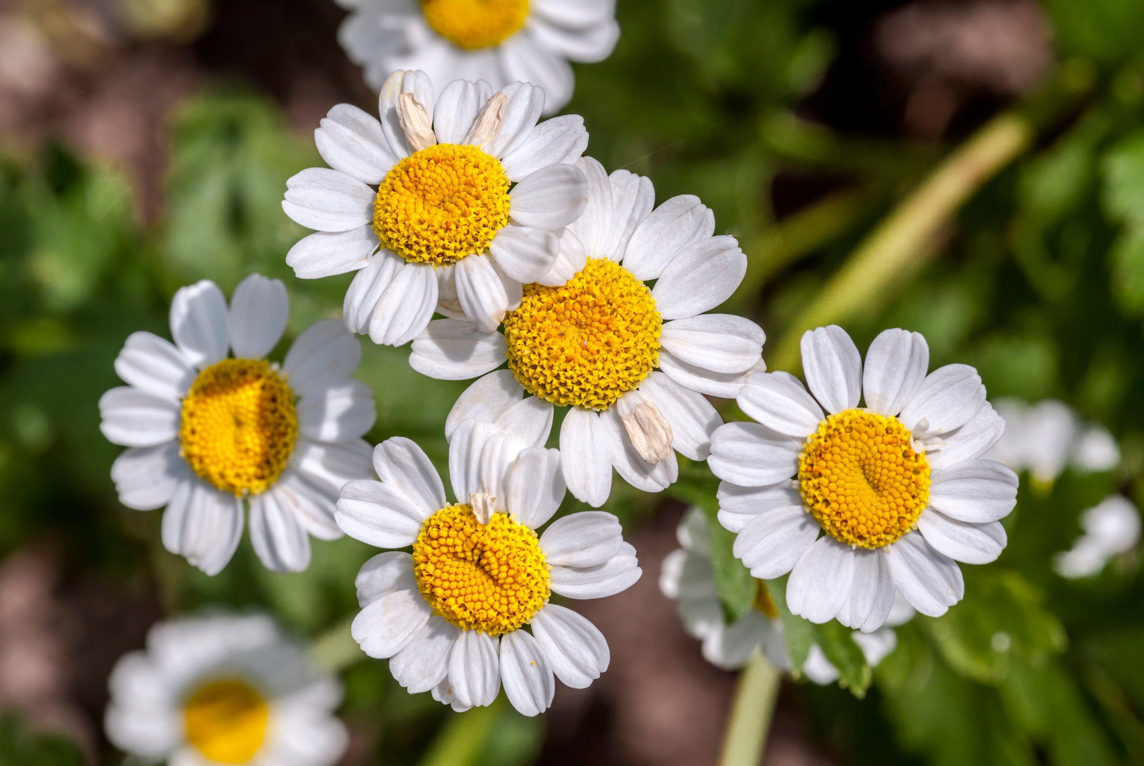 300 FEVERFEW Tanacetum Parthenium Herb Flower Seeds