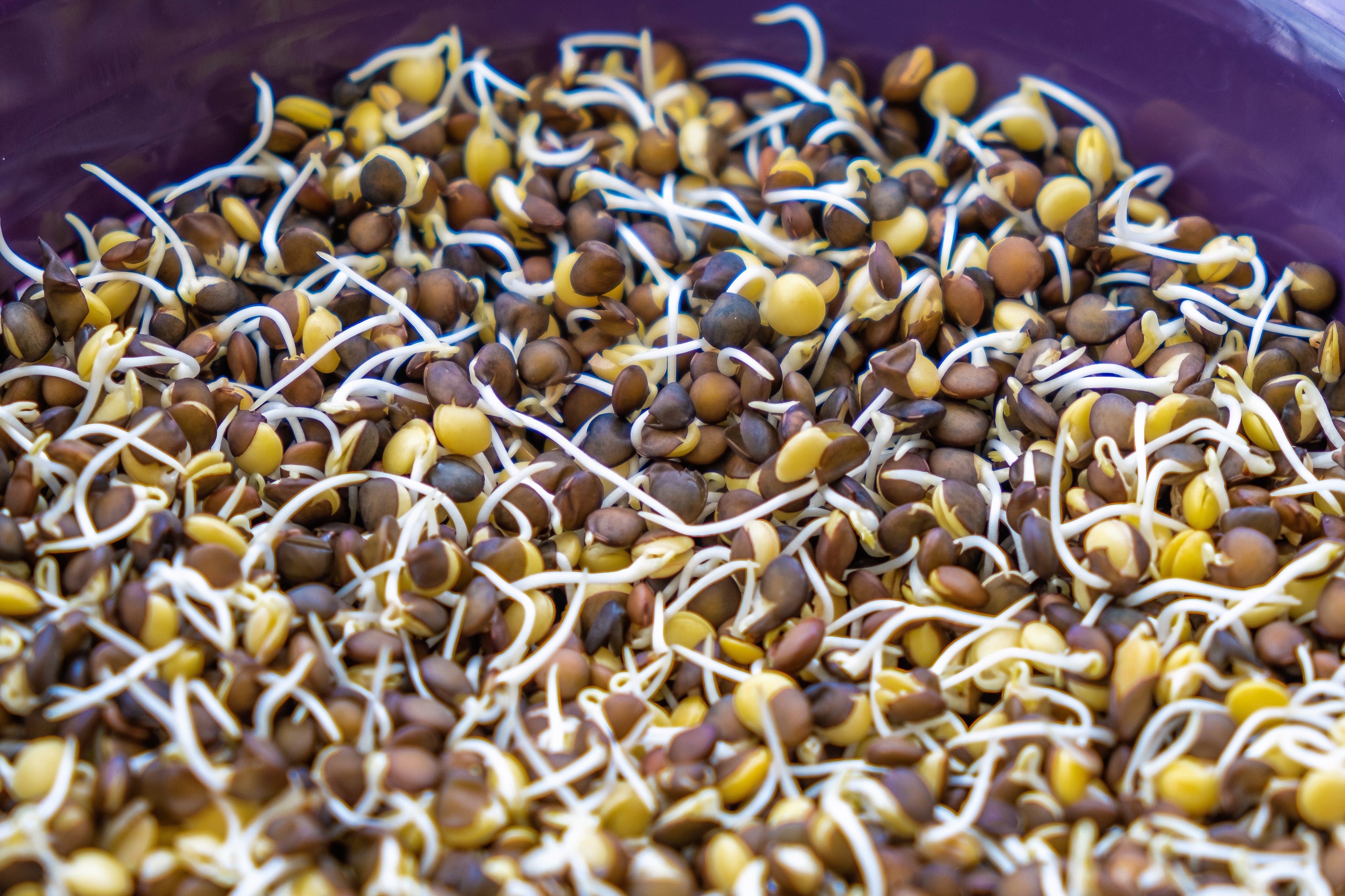 100 BLACK LENTIL Bush Lens Culinaris Vegetable Legume Sprouts Seeds