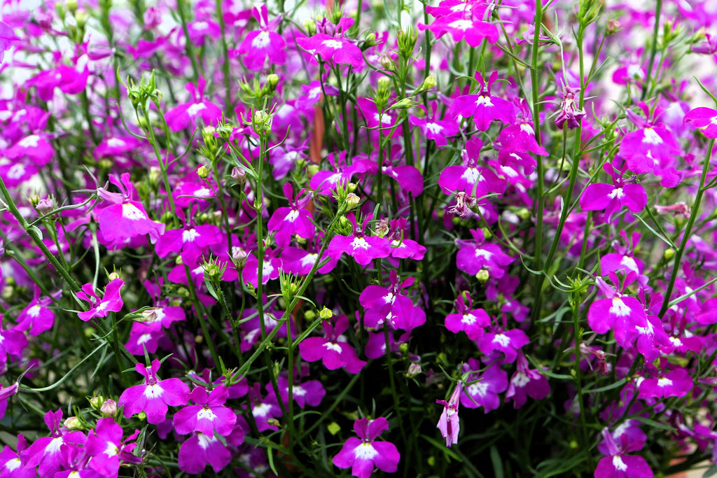 200 ROSAMOND LOBELIA Erinus Carmine Red & White Flower Seeds