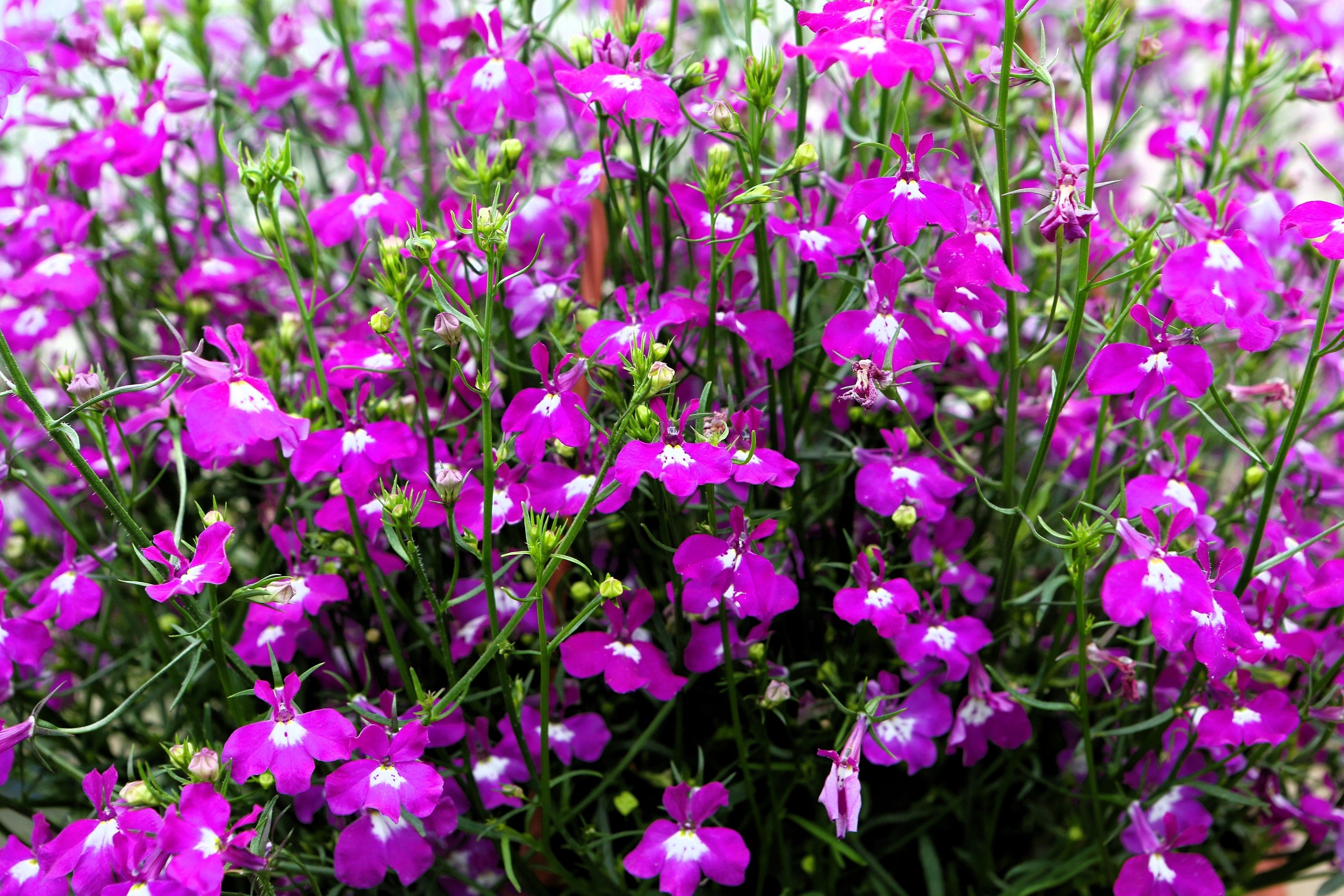 200 ROSAMOND LOBELIA Erinus Carmine Red & White Flower Seeds