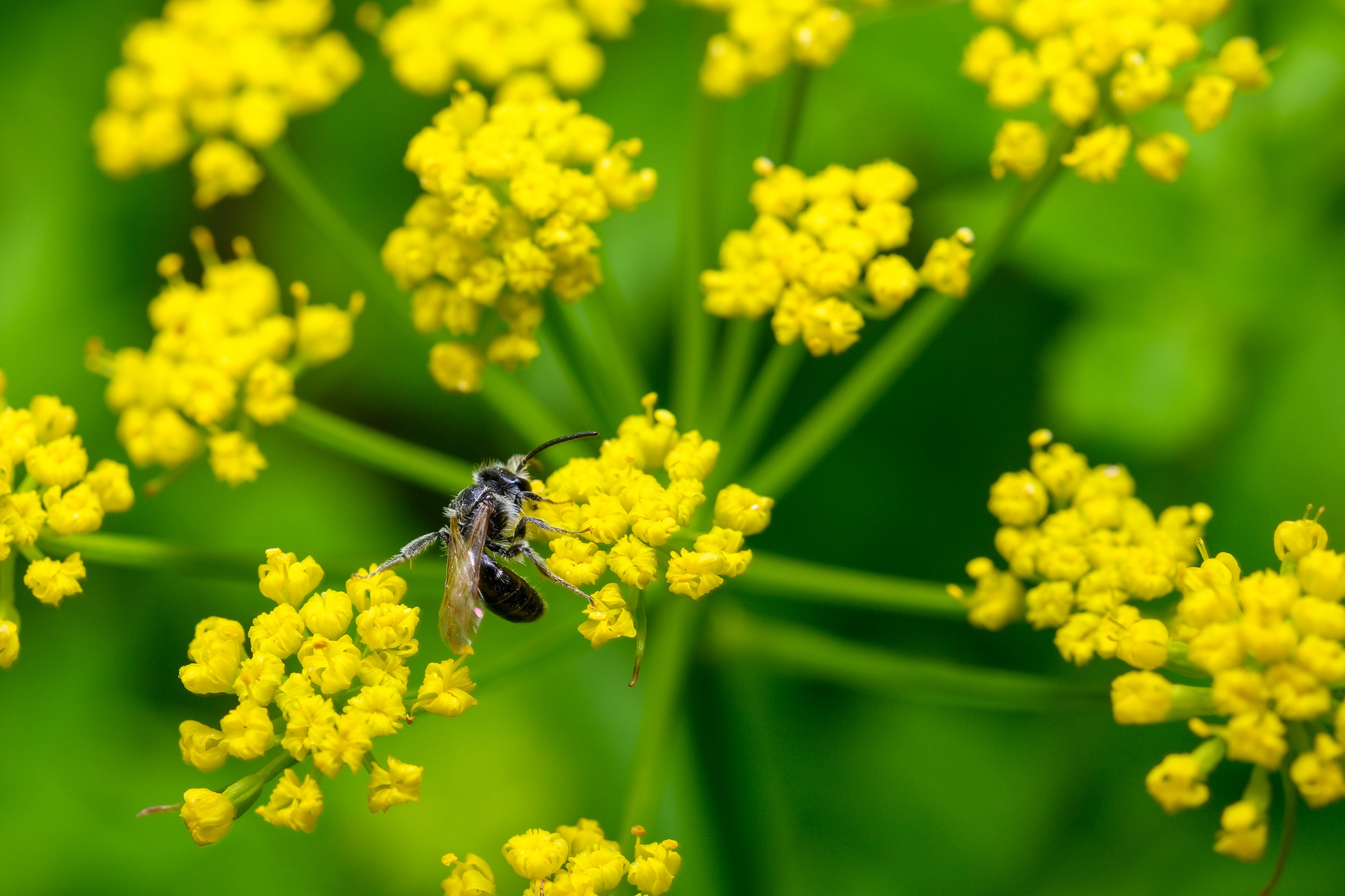 150 GOLDEN ALEXANDER (Golden Zizia / Meadow Zizia) Zizia Aurea Flower Seeds