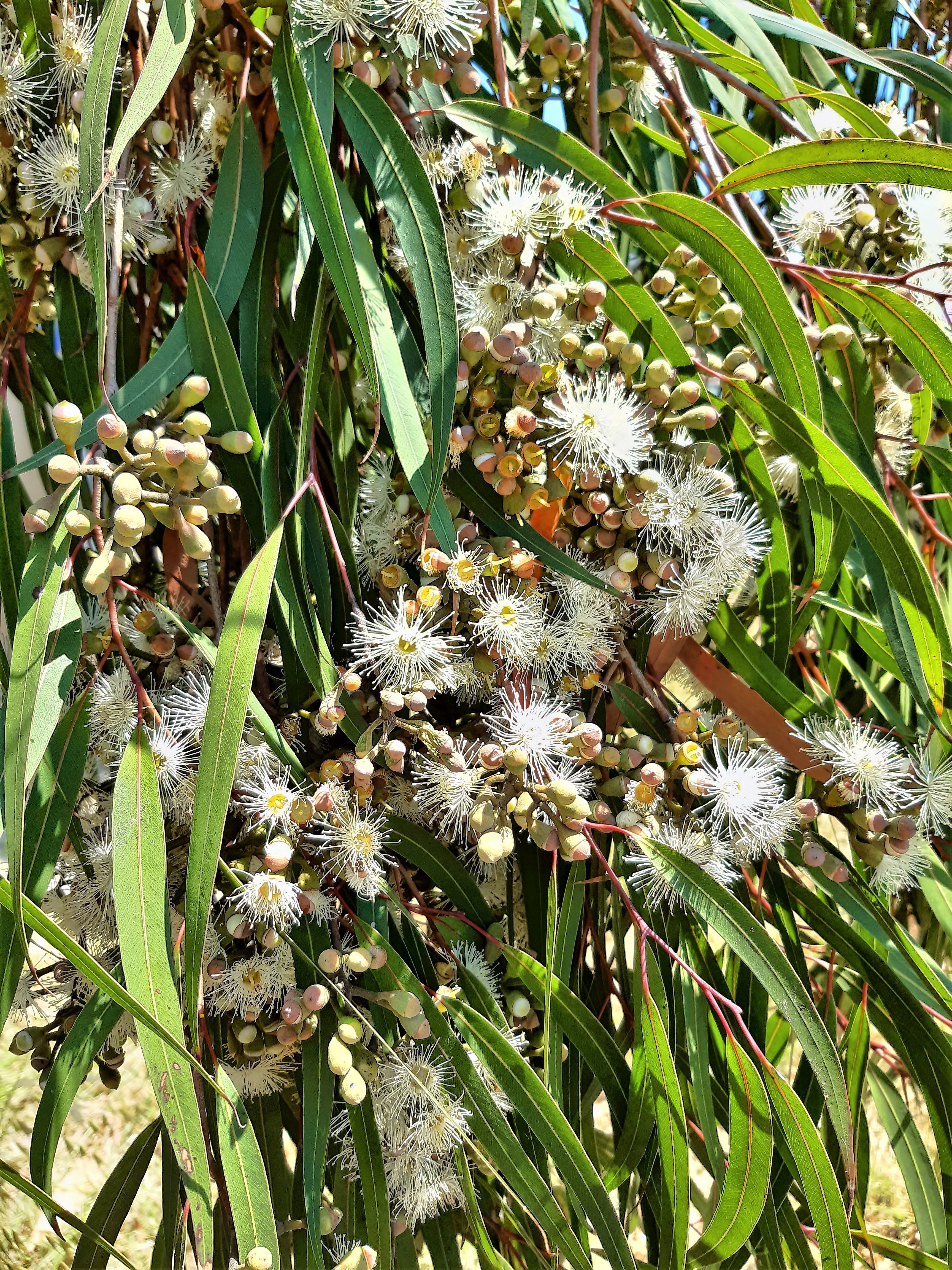 50 LEMON SCENTED EUCALYPTUS Citriodora Tree aka Lemon Bush & Spotted Gum - Colorful Bark White Flower Tree Seeds
