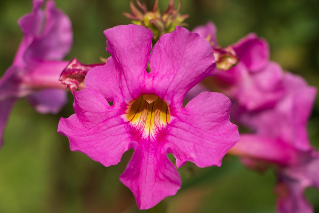 10 Cheron PINK HARDY GLOXINIA Incarvillea Delavayi Flower Seeds