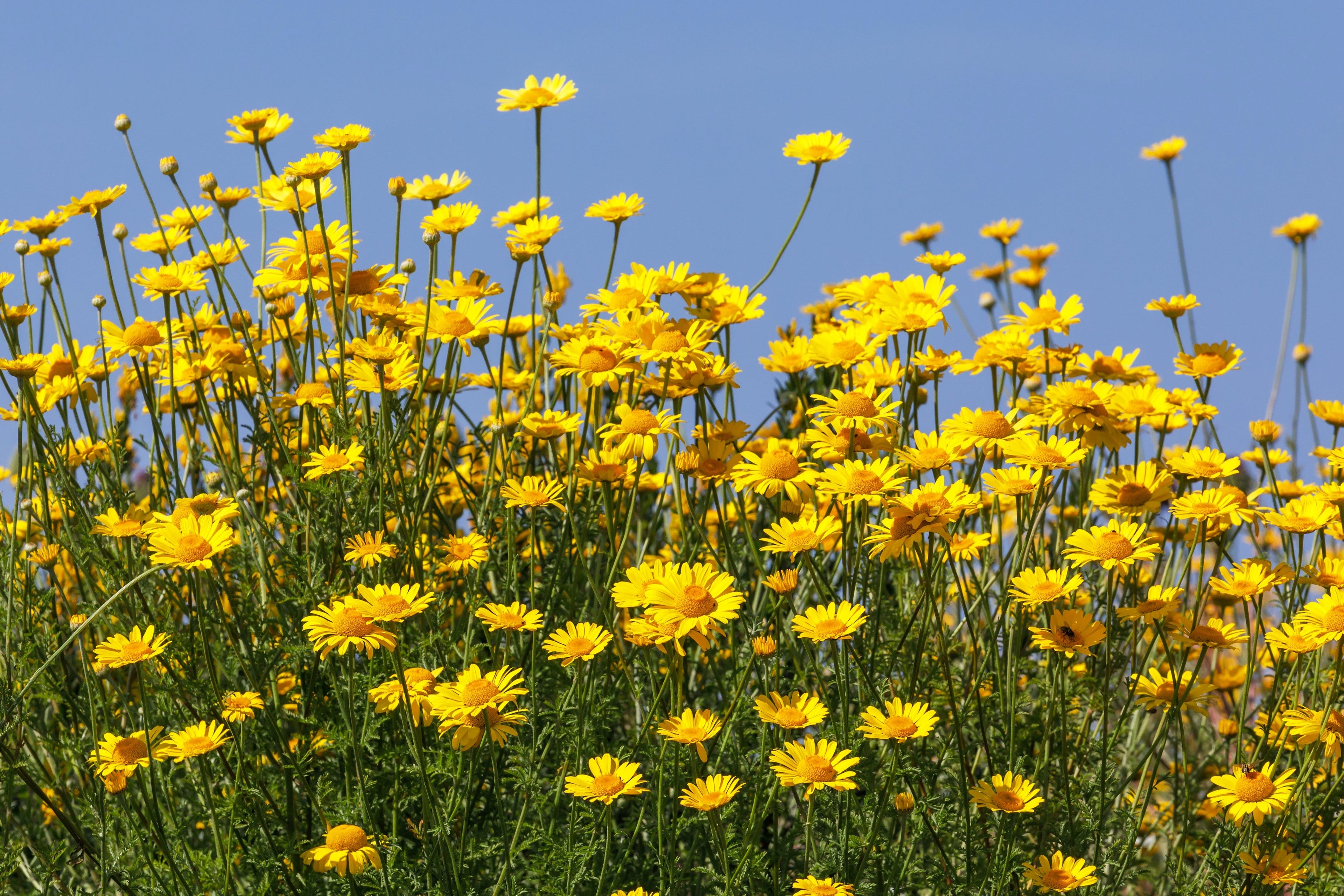 250 GOLDEN MARGUERITE DAISY Dyer's Yellow Chamomile Anthemis Tinctoria Kelwayi Cota Tinctoria  Paris Daisy Herb Flower Seeds