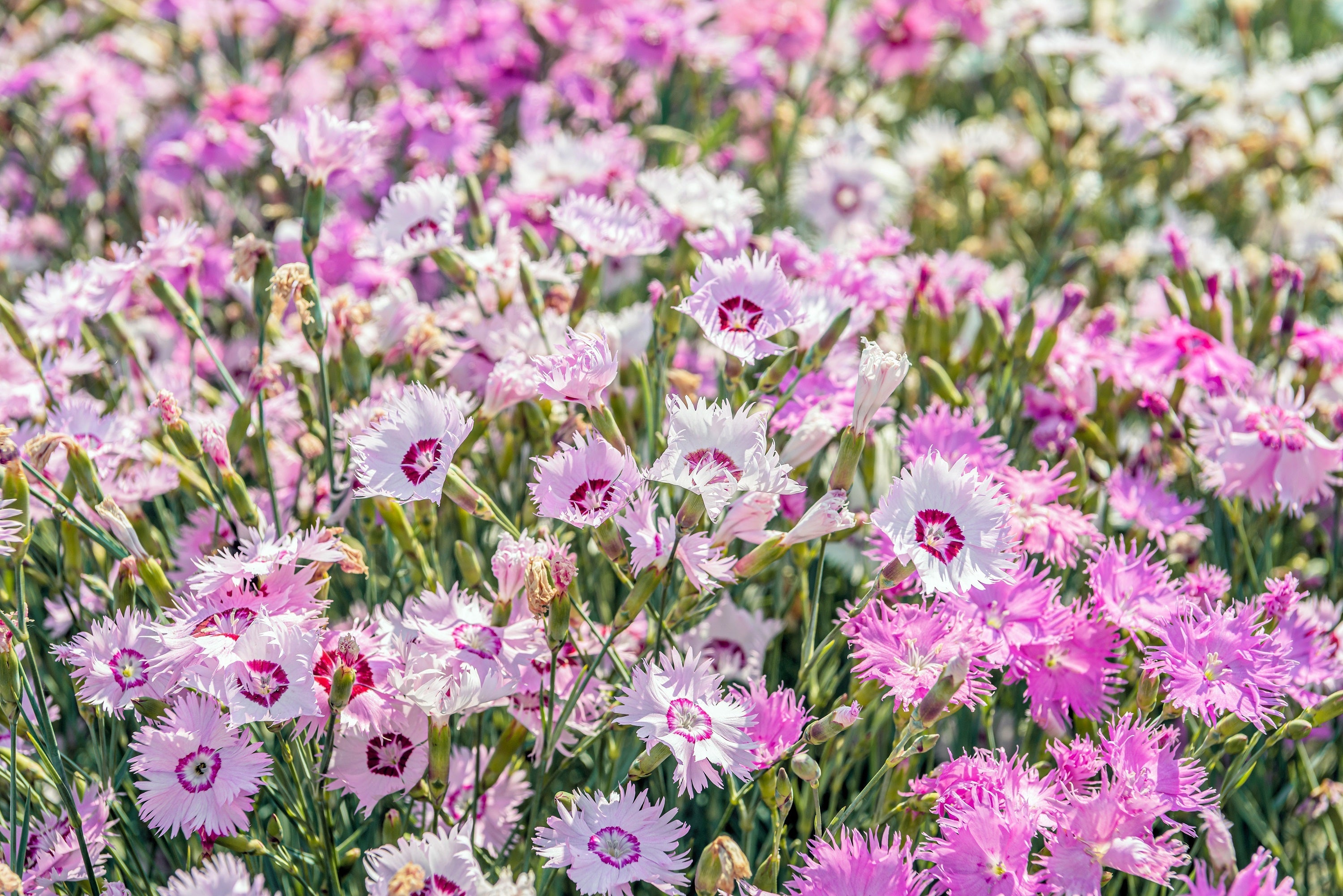 200 COTTAGE PINKS Mixed Colors (Garden, Laced, Feathered Pink) Dianthus Plumarius Flower Seeds