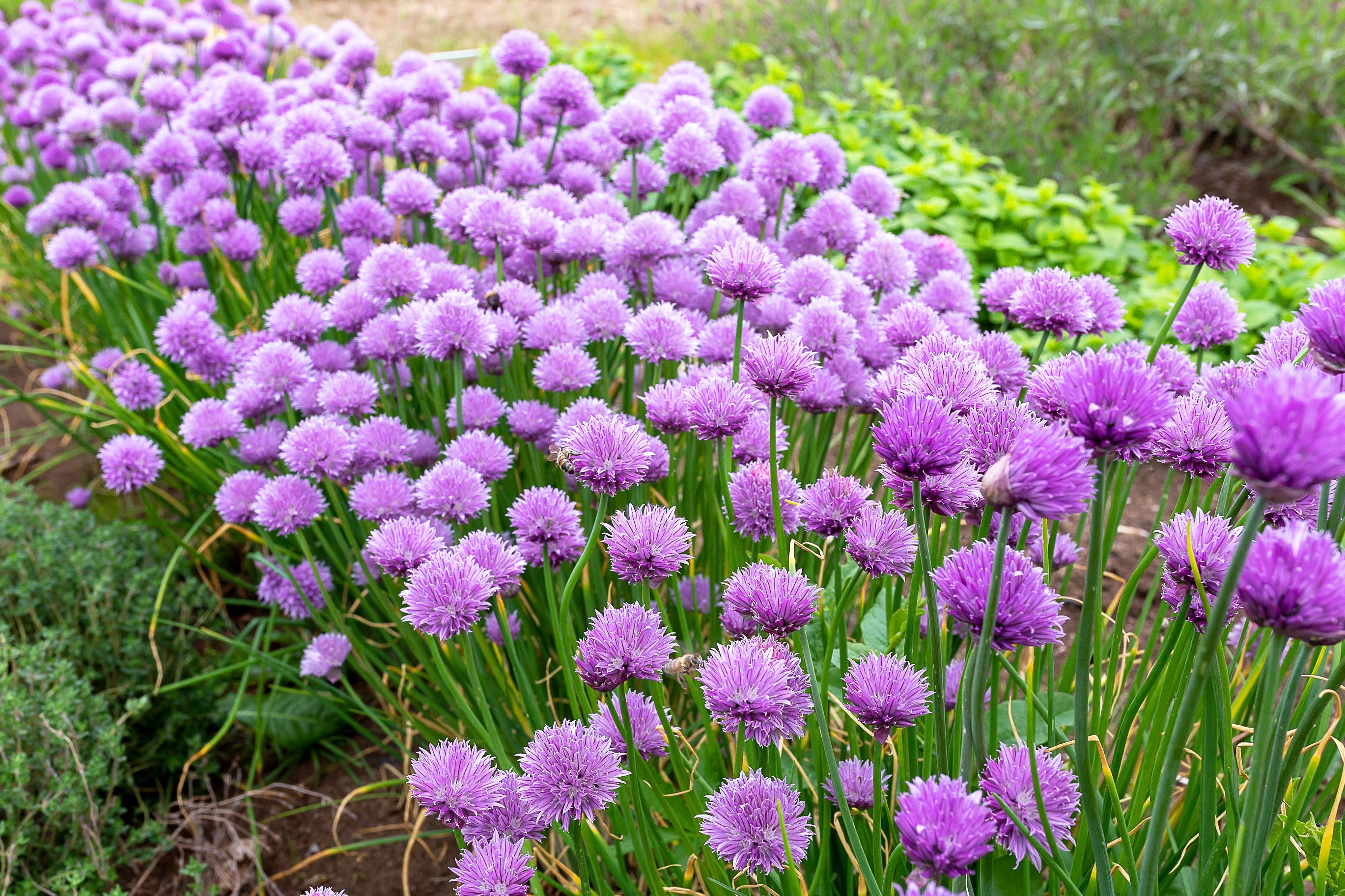 500 CHIVE Allium Schoenoprasum Purple Flowering Vegetable Herb Seeds