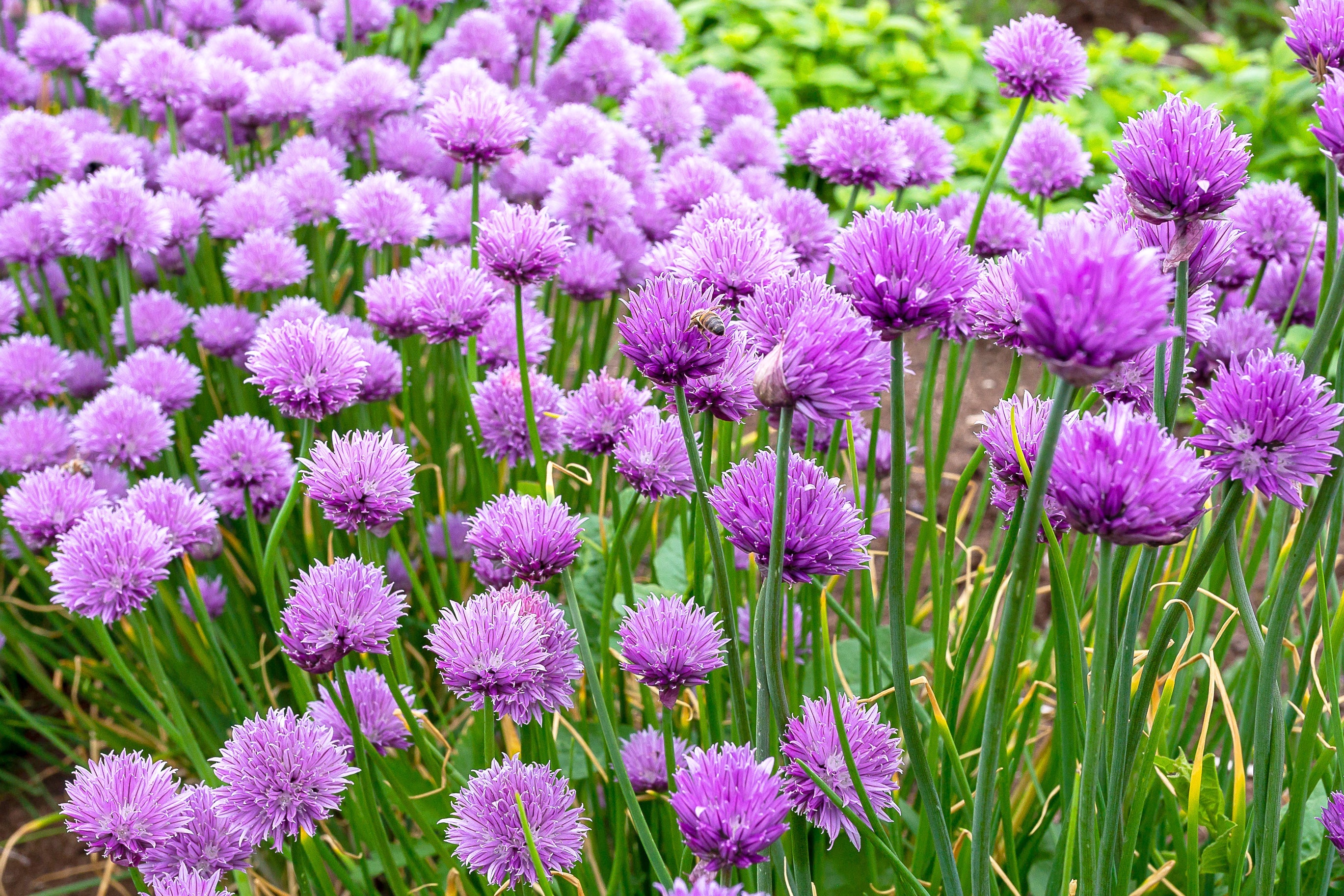 500 CHIVE Allium Schoenoprasum Purple Flowering Vegetable Herb Seeds
