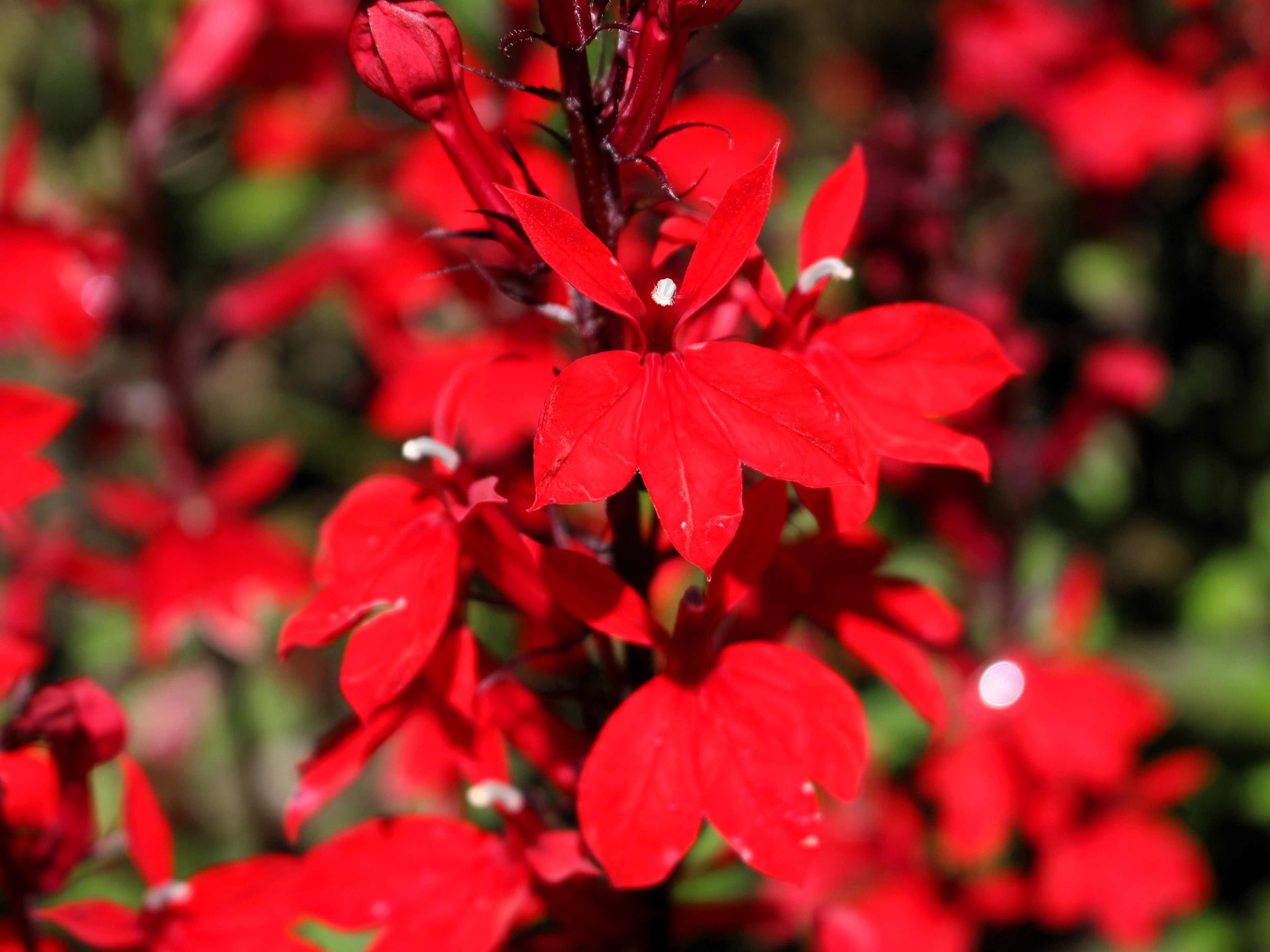 300 CARDINAL FLOWER LOBELIA Cardinalis Flower Seeds
