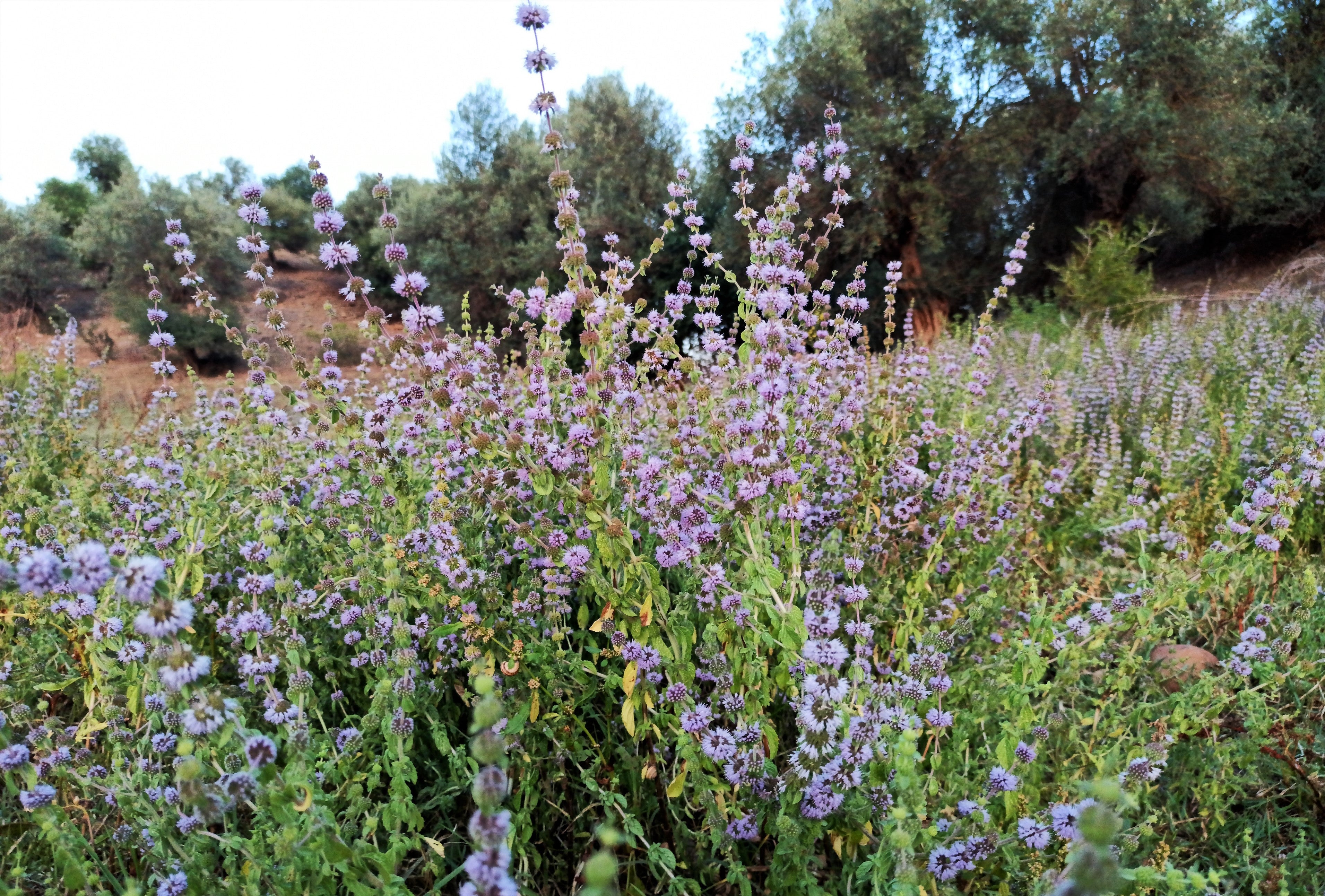 200 PENNYROYAL Mint Mentha Pulegium Herb Purple Flower Seeds
