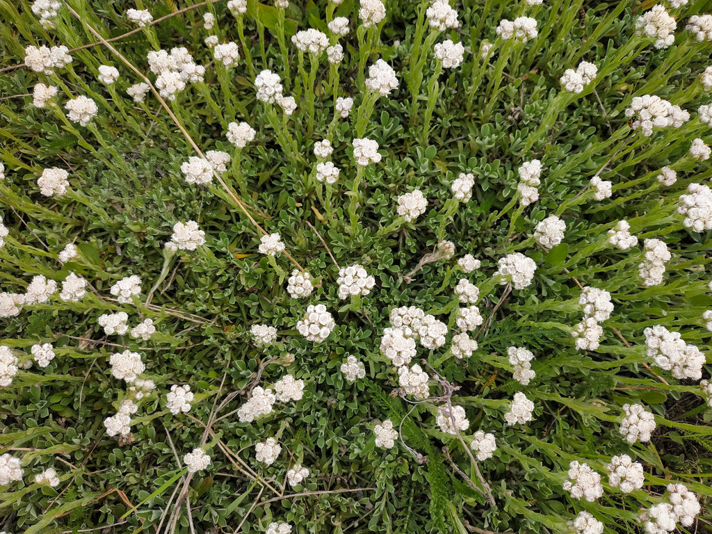 150 White PUSSYTOES Cats Paws Antennaria Plantaginifolia Flower Seeds