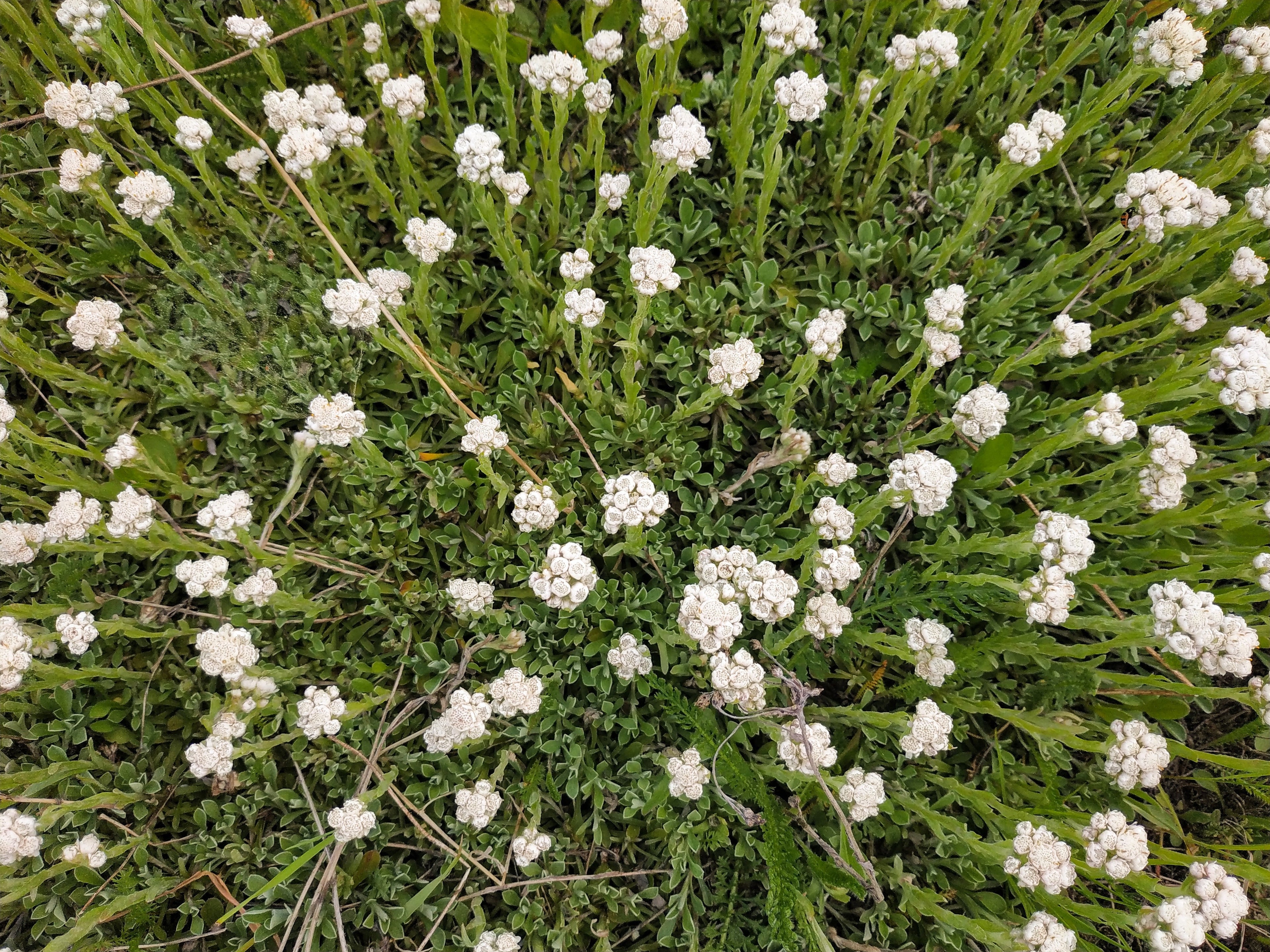 150 White PUSSYTOES Cats Paws Antennaria Plantaginifolia Flower Seeds