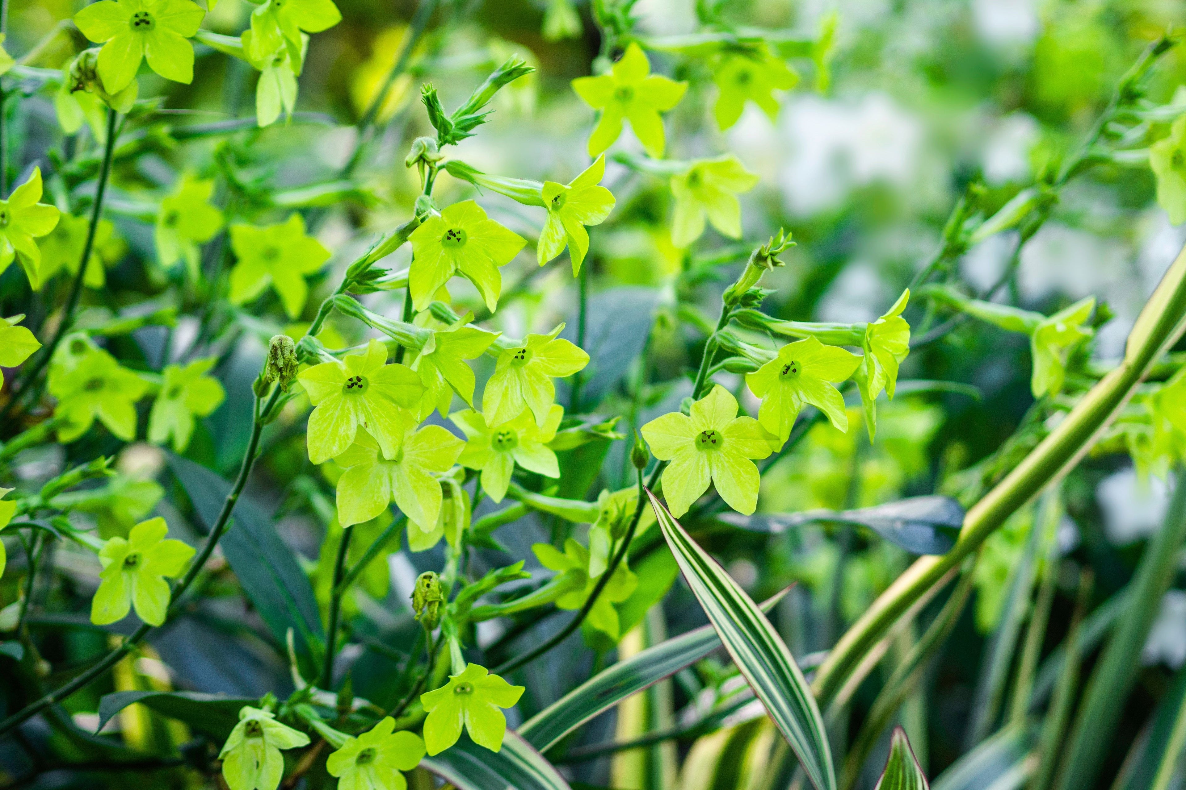 100 LIME GREEN NICOTIANA Alata Flowering Tobacco Seeds
