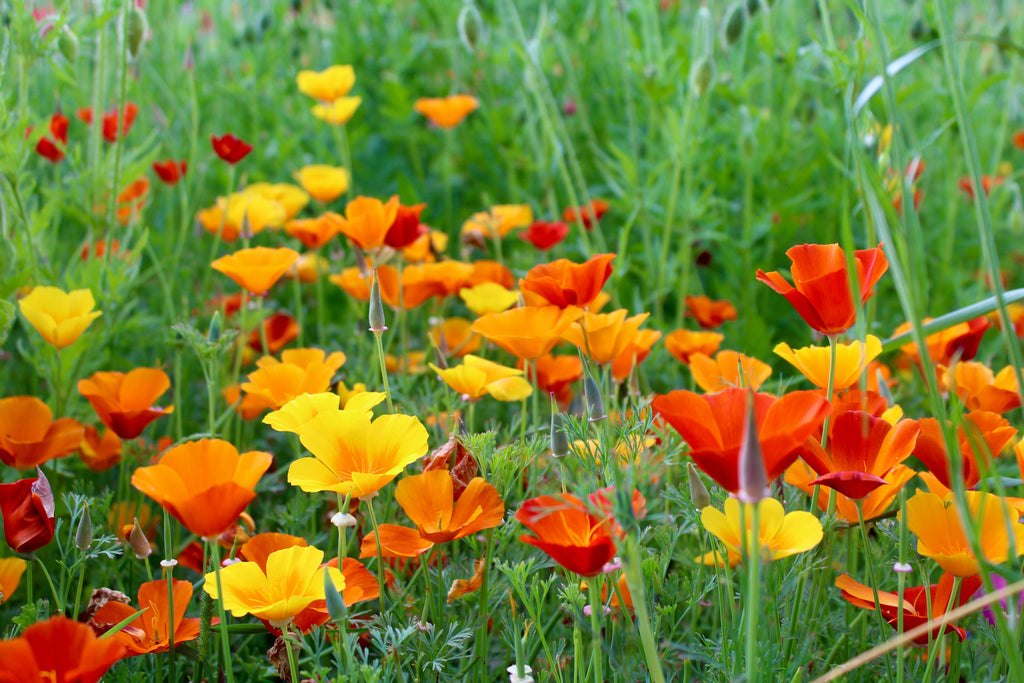 1000 MIXED Colors CALIFORNIA POPPY (Ballerina / Mission Bells) Eschscholzia Californica Flower Seeds