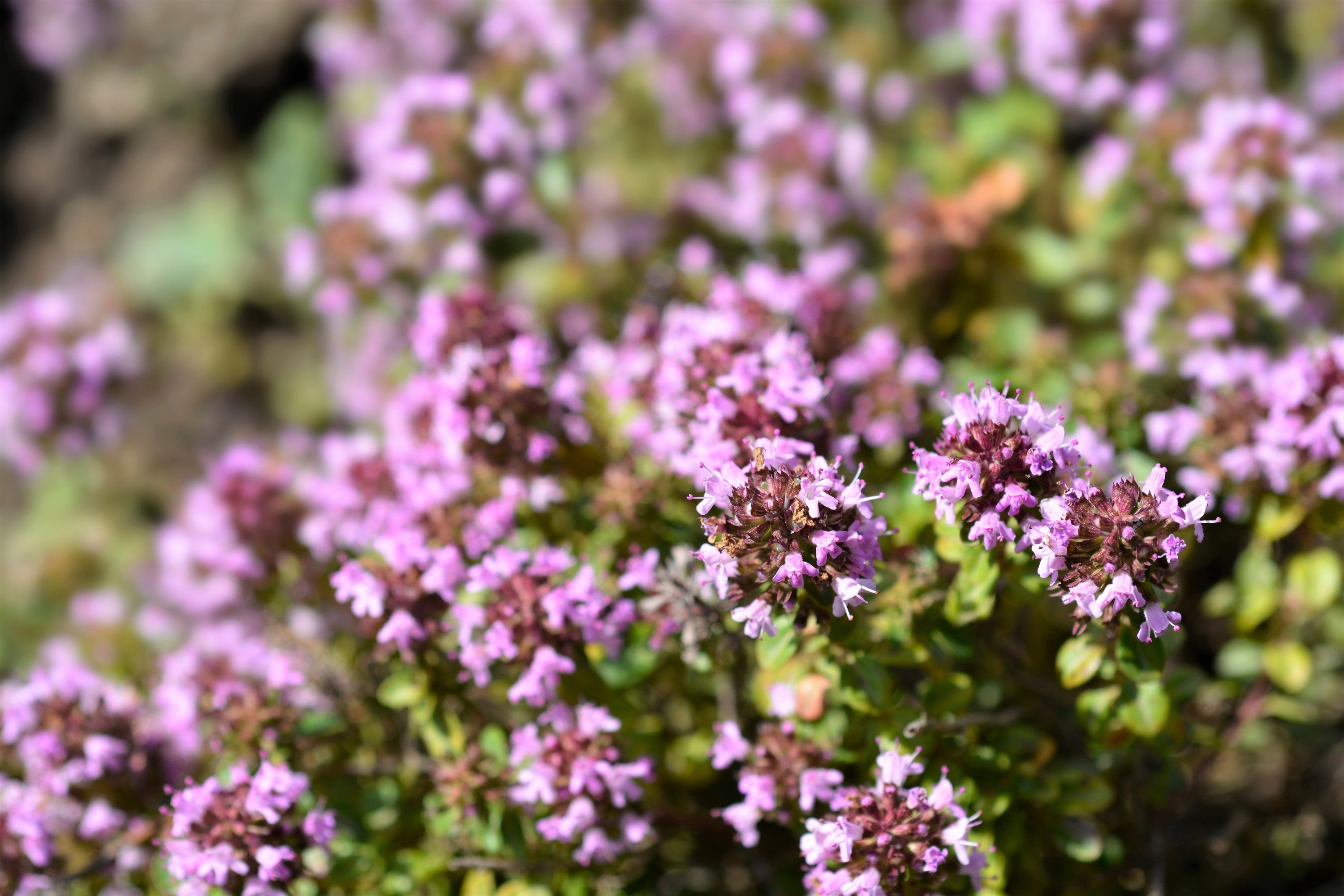 1000 LEMON THYME Thymus Pulegioides Herb Purple Flower Fragrant Evergreen Seeds