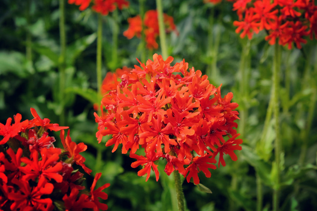 70 RED LYCHNIS Chalcedonica Campion Silene Maltese Cross Flower Seeds