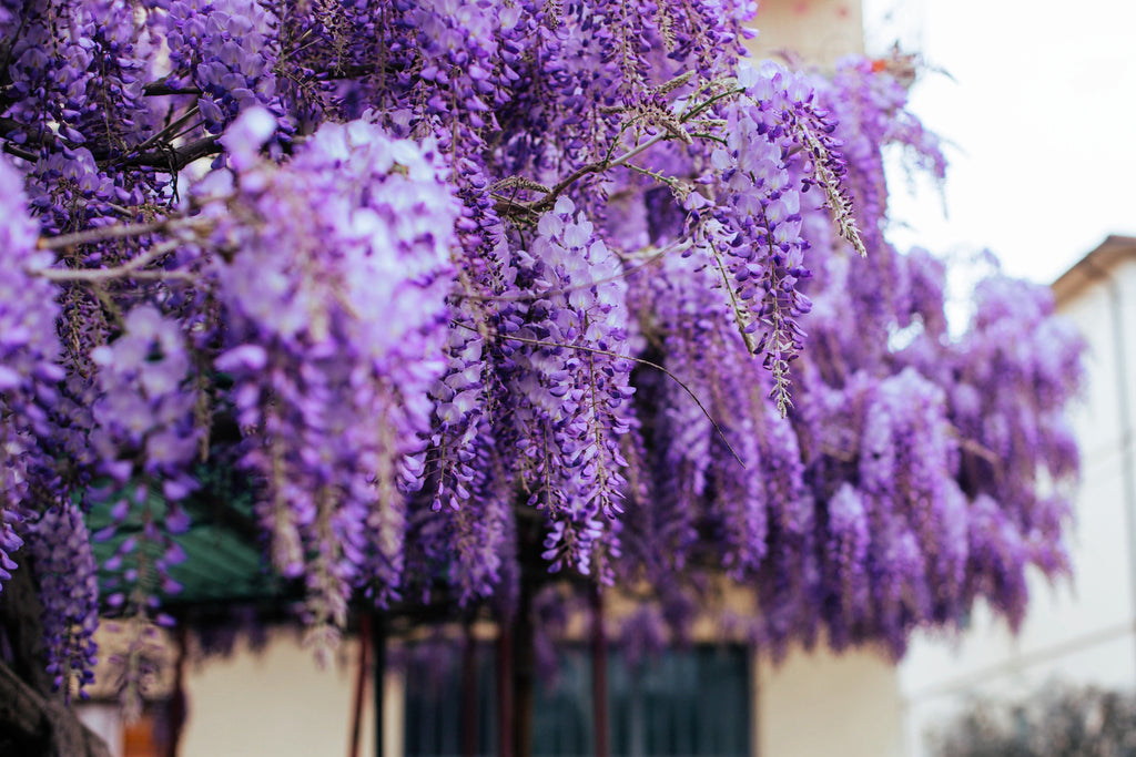 5 BLUE CHINESE WISTERIA Sinensis Ornamental Vine Climber Blue Violet Purple Flower Seeds