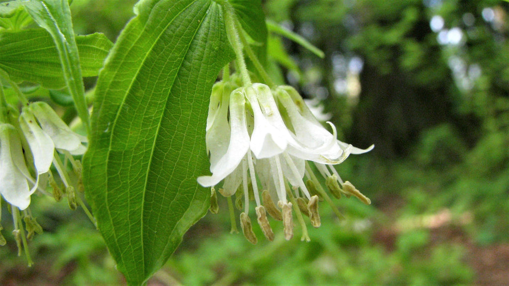 10 HOOKERS FAIRYBELLS Drops of Gold Prosartes Disporum Hookeri Native Flower Seeds