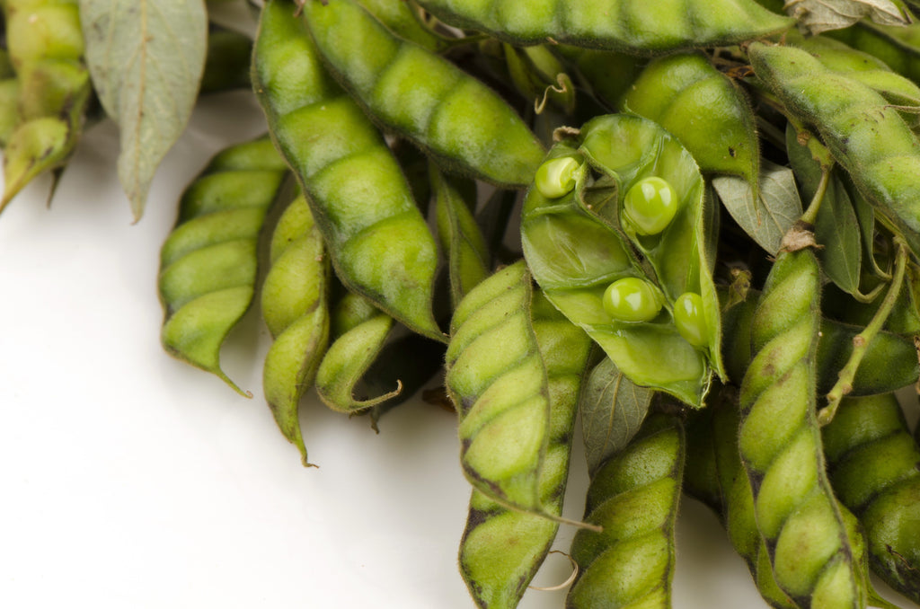 30 PIGEON PEA Dhal Gungo Puerto Rico Bean Cajanus Cajan Vegetable Seeds
