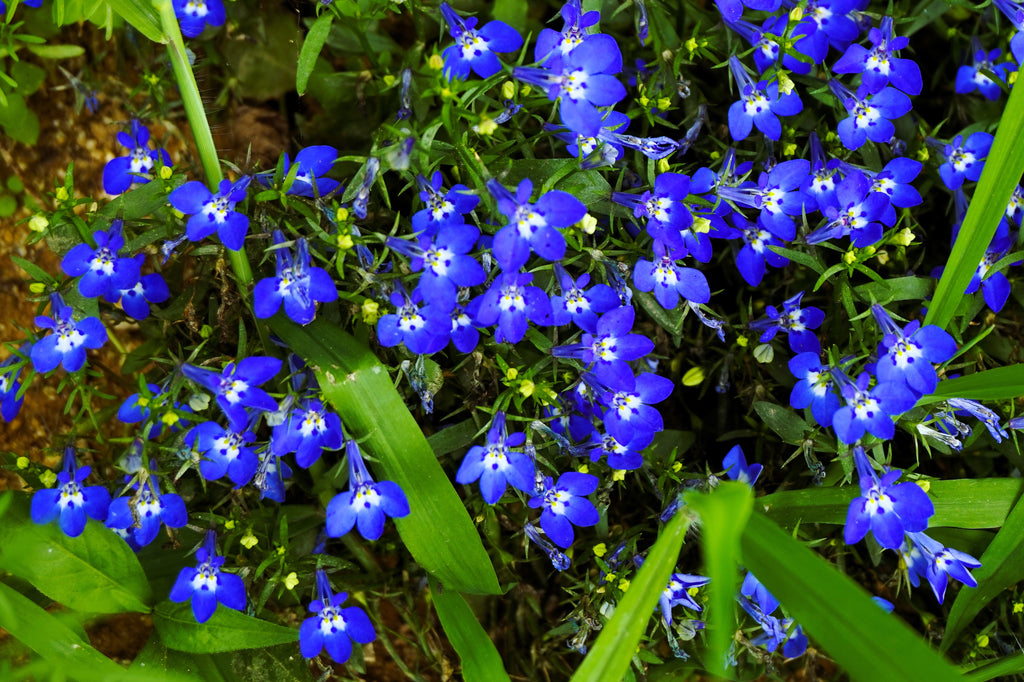 200 Electric Blue & White HALF MOON LOBELIA Erinus Flower Seeds