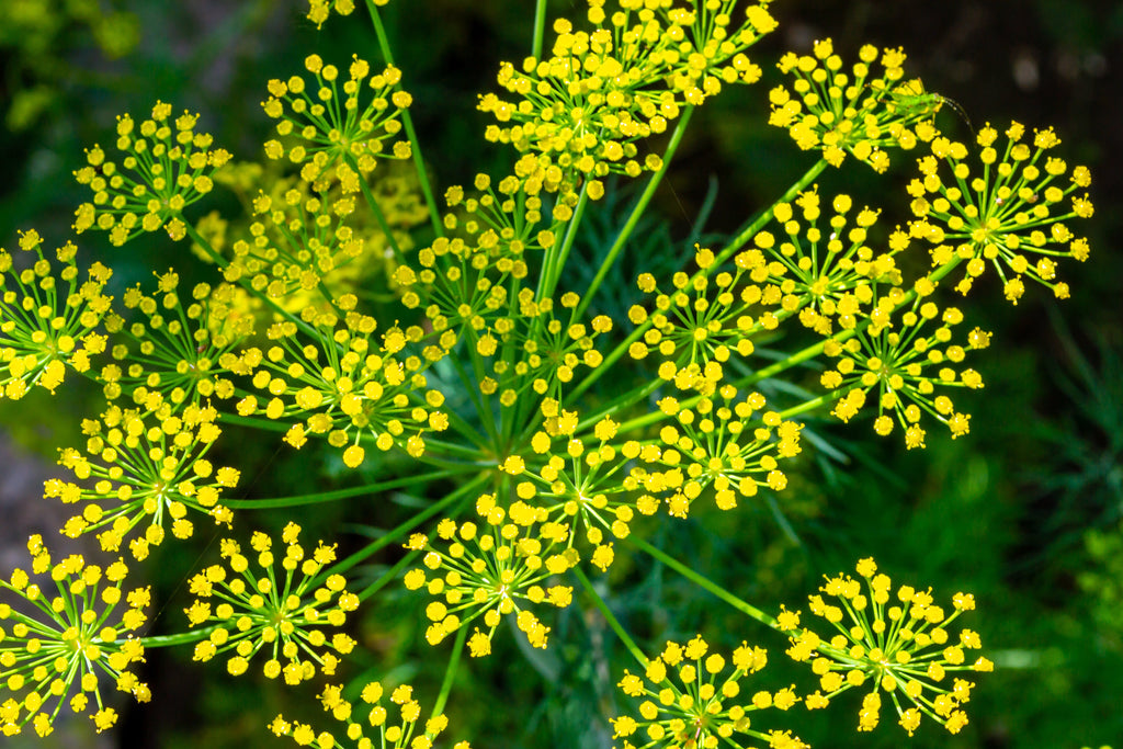 1000 LONG ISLAND Mammoth DILL Anethum Graveolens Herb Flower Seeds