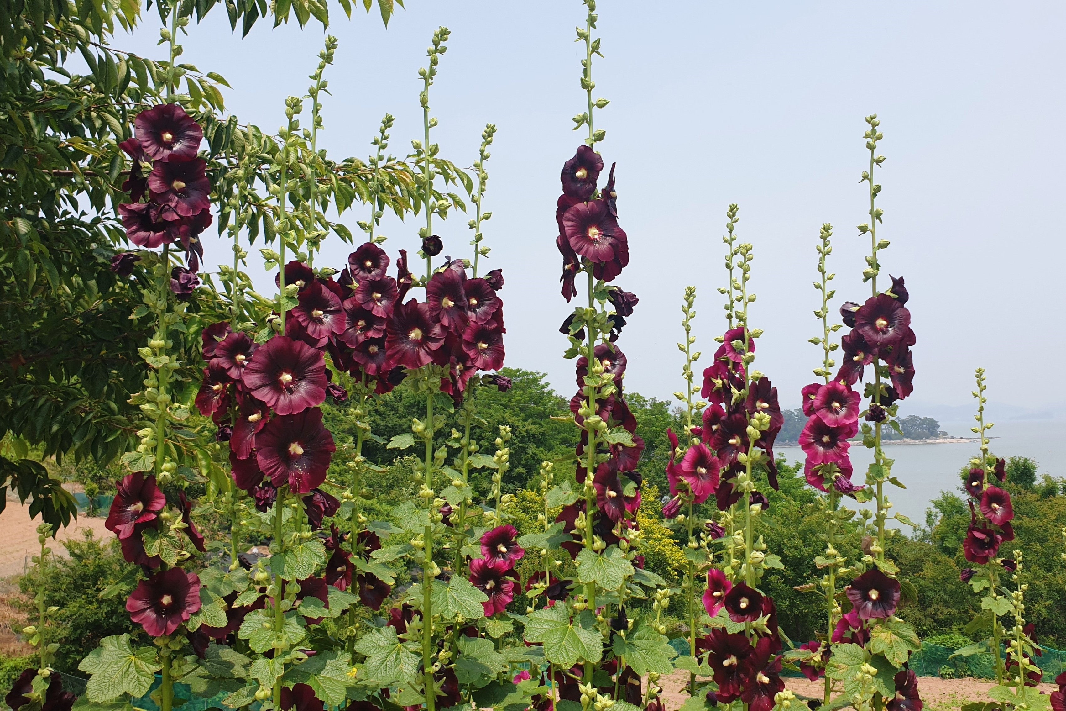 25 BURGUNDY RED HOLLYHOCK Alcea Rosea Flower Seeds Perennial