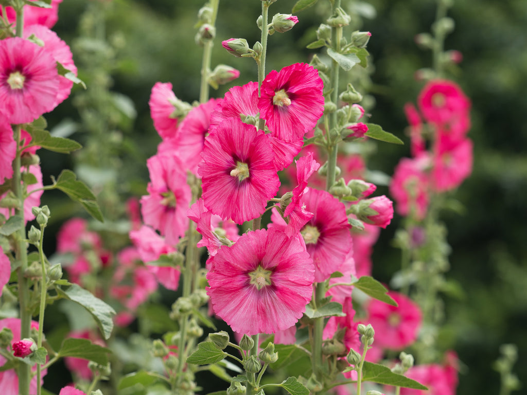 25 BRIGHT PINK HOLLYHOCK Alcea Rosea Perennial Flower Seeds