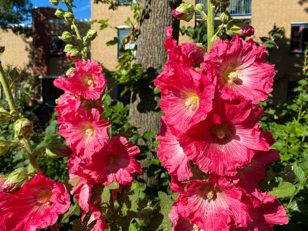 25 BRIGHT PINK HOLLYHOCK Alcea Rosea Perennial Flower Seeds