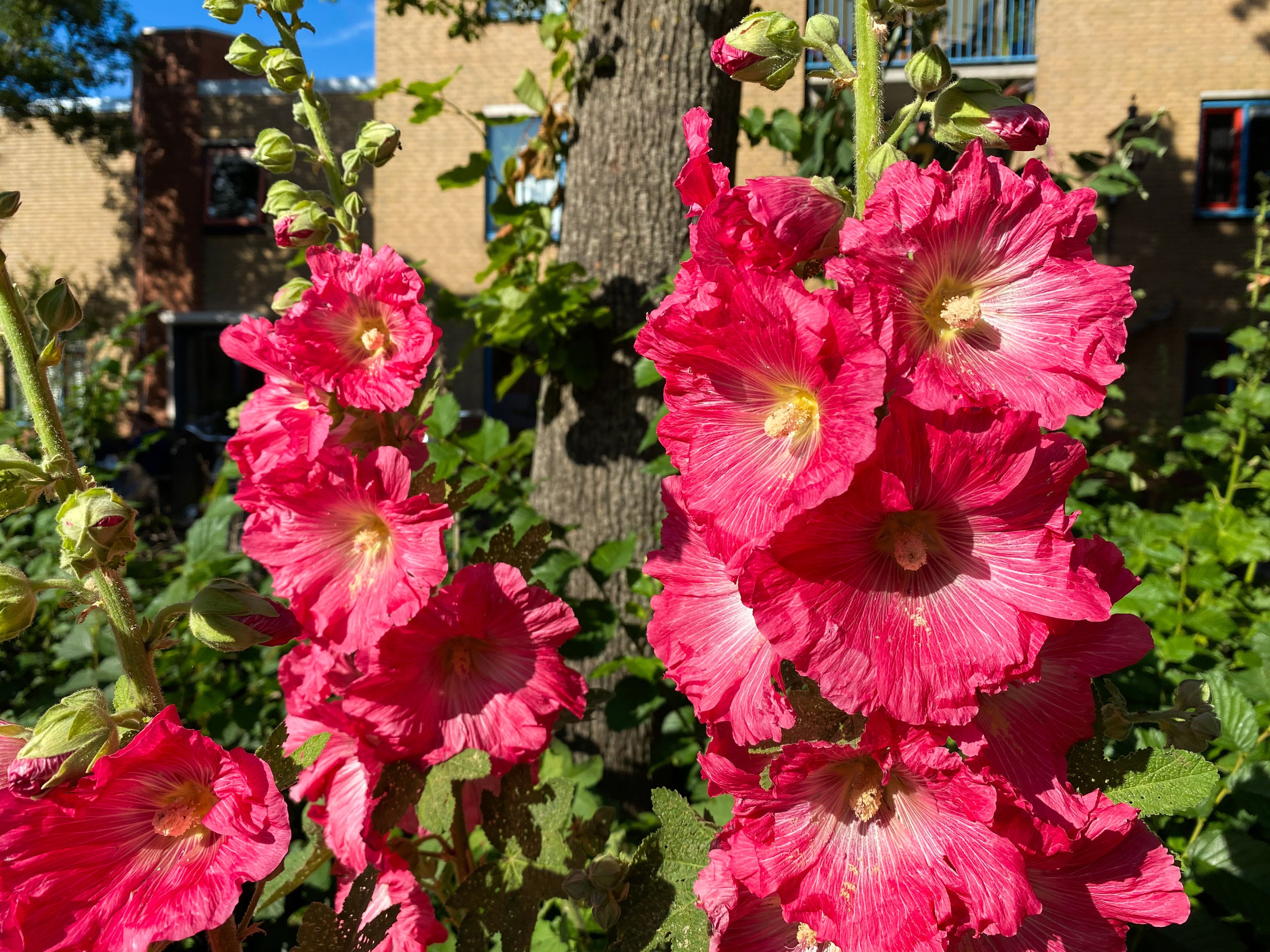 25 BRIGHT PINK HOLLYHOCK Alcea Rosea Perennial Flower Seeds