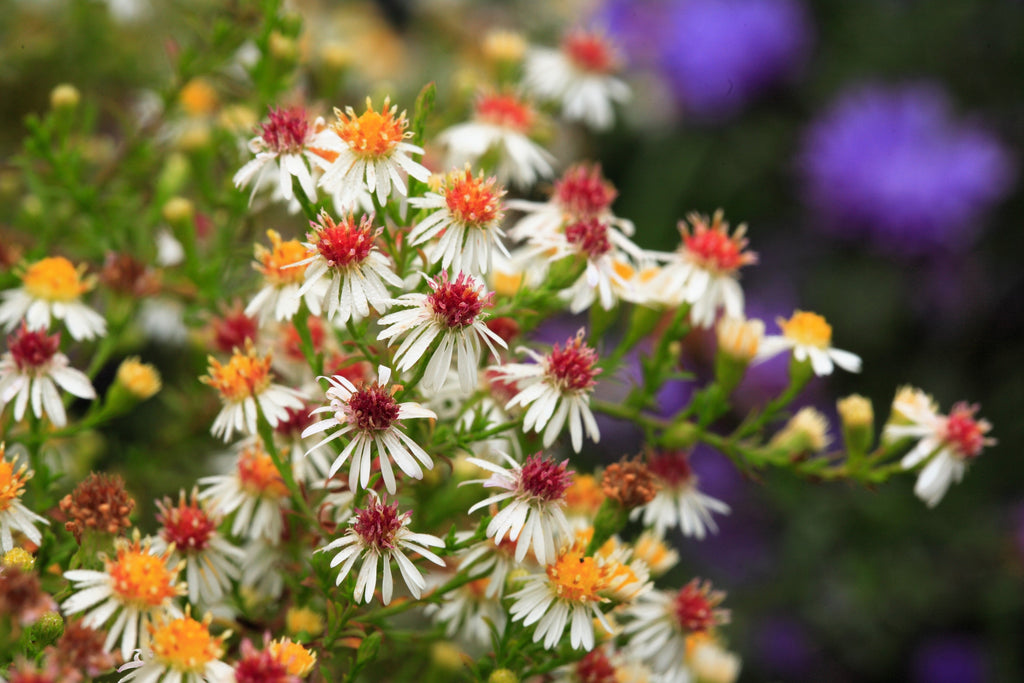 100 WHITE HEATH ASTER Prairie Ericoides Flower Seeds