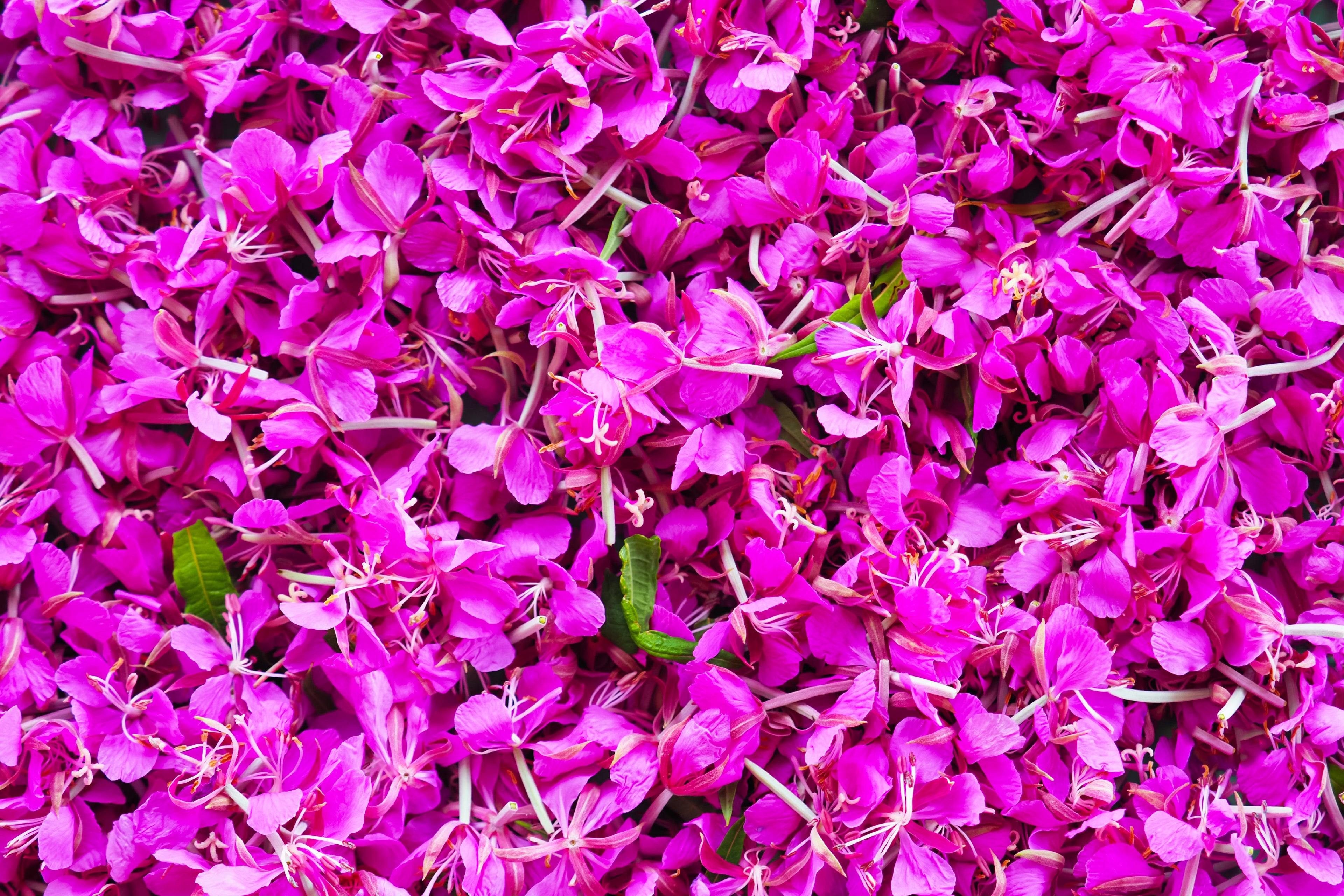 300 FIREWEED / ROSEBAY (Great Willowherb) Epilobium Angustifolium Flower Seeds