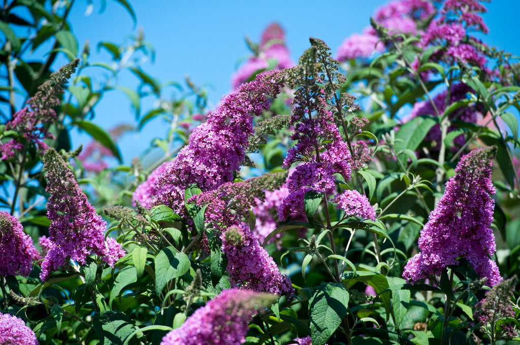 50 VIOLET BUTTERFLY BUSH Buddleja Davidii Purple Flower Seeds