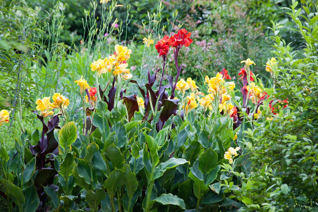 5 YELLOW CANNA LILY Indian Shot Canna Indica Flower Seeds
