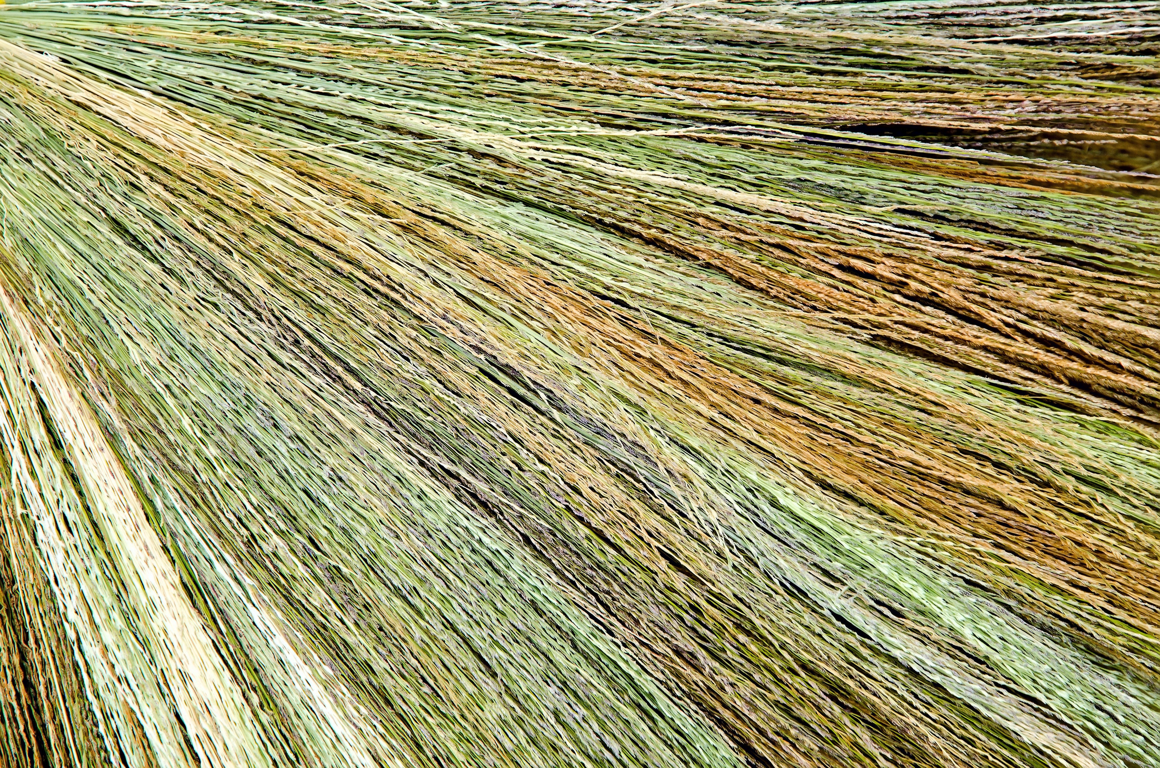 50 Mixed Colors BROOM CORN SORGHUM Bicolor Heirloom Grain Seeds for Dried Decor