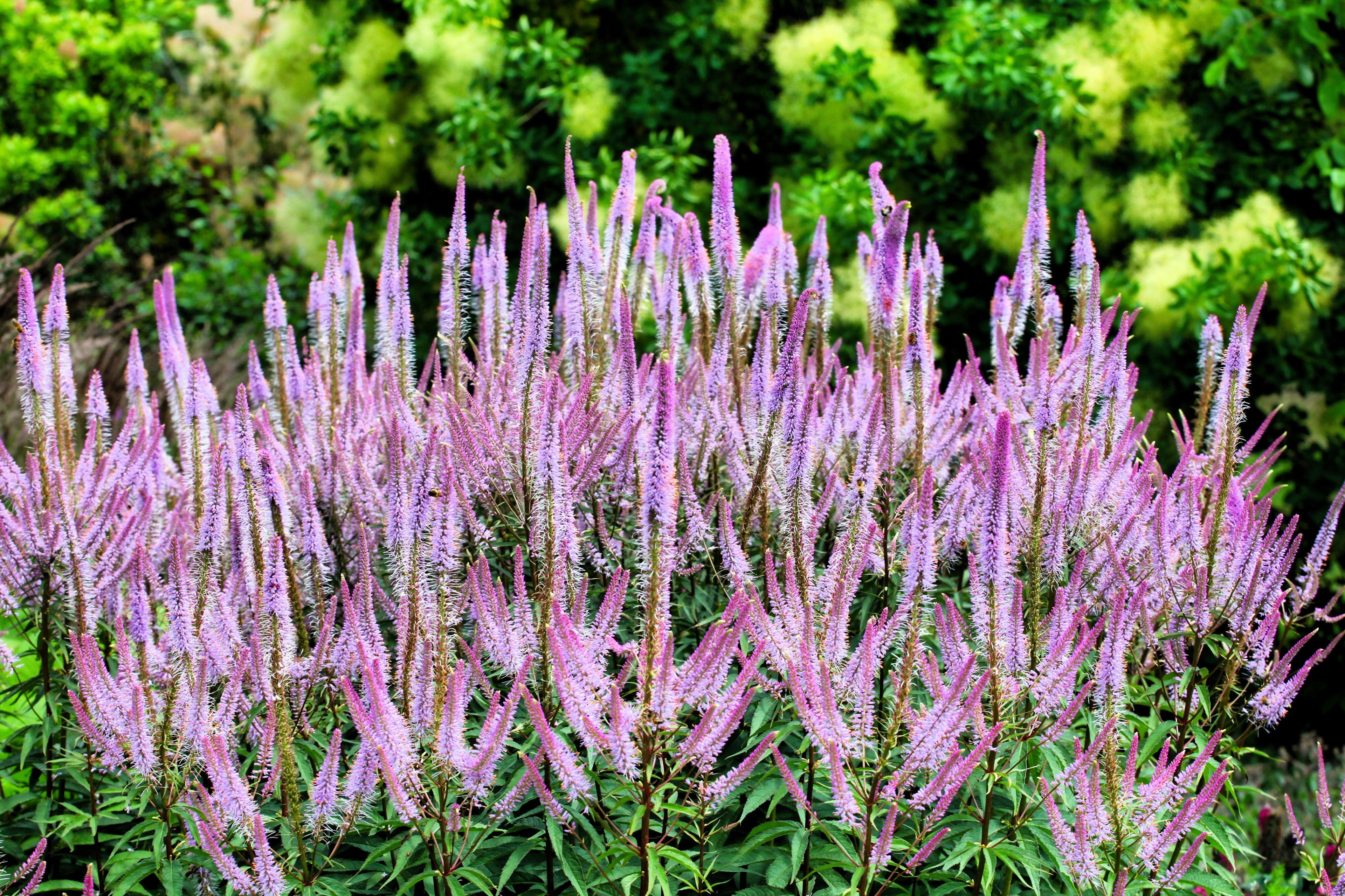 50 Mixed Colors VERONICA SIGHTSEEING MIXTURE (Spike Speedwell) Veronica Spicata Flower Seeds