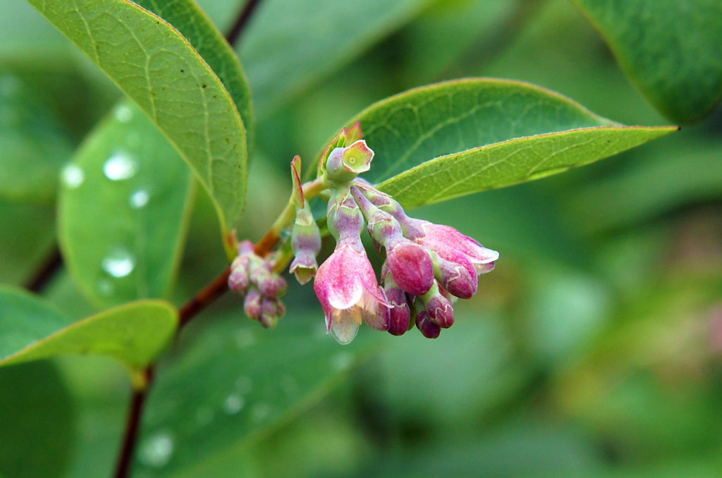 25 COMMON SNOWBERRY - WHITE Berries Pink Flowers Symphoricarpos Alba Shrub Seeds