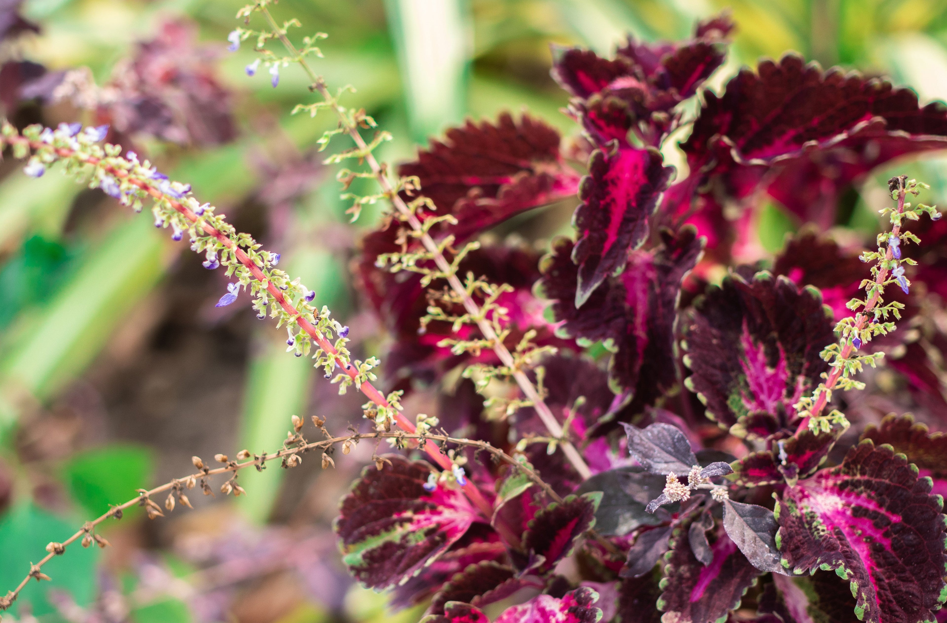 20 BLACK DRAGON COLEUS Solenostemon Scutellarioides Painted Nettle Maroon & Black Shade Flower Seeds