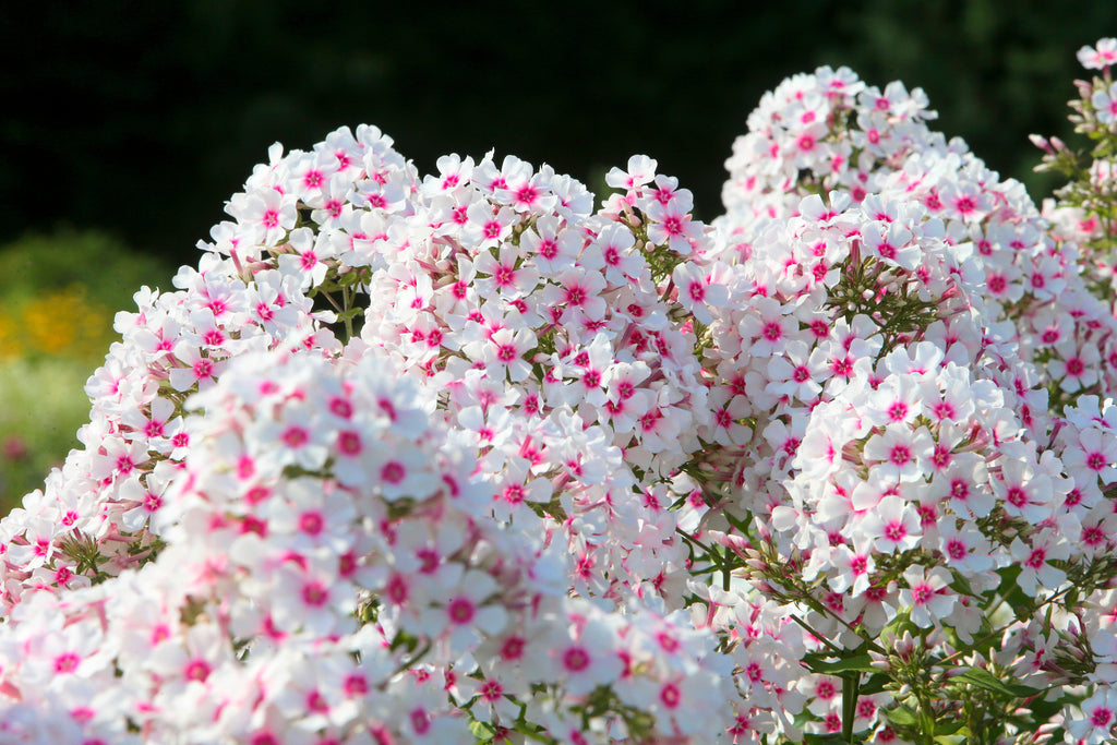 10 TALL GARDEN PHLOX Paniculata Mixed Colors 'New Hybrids Mix' Flower Seeds