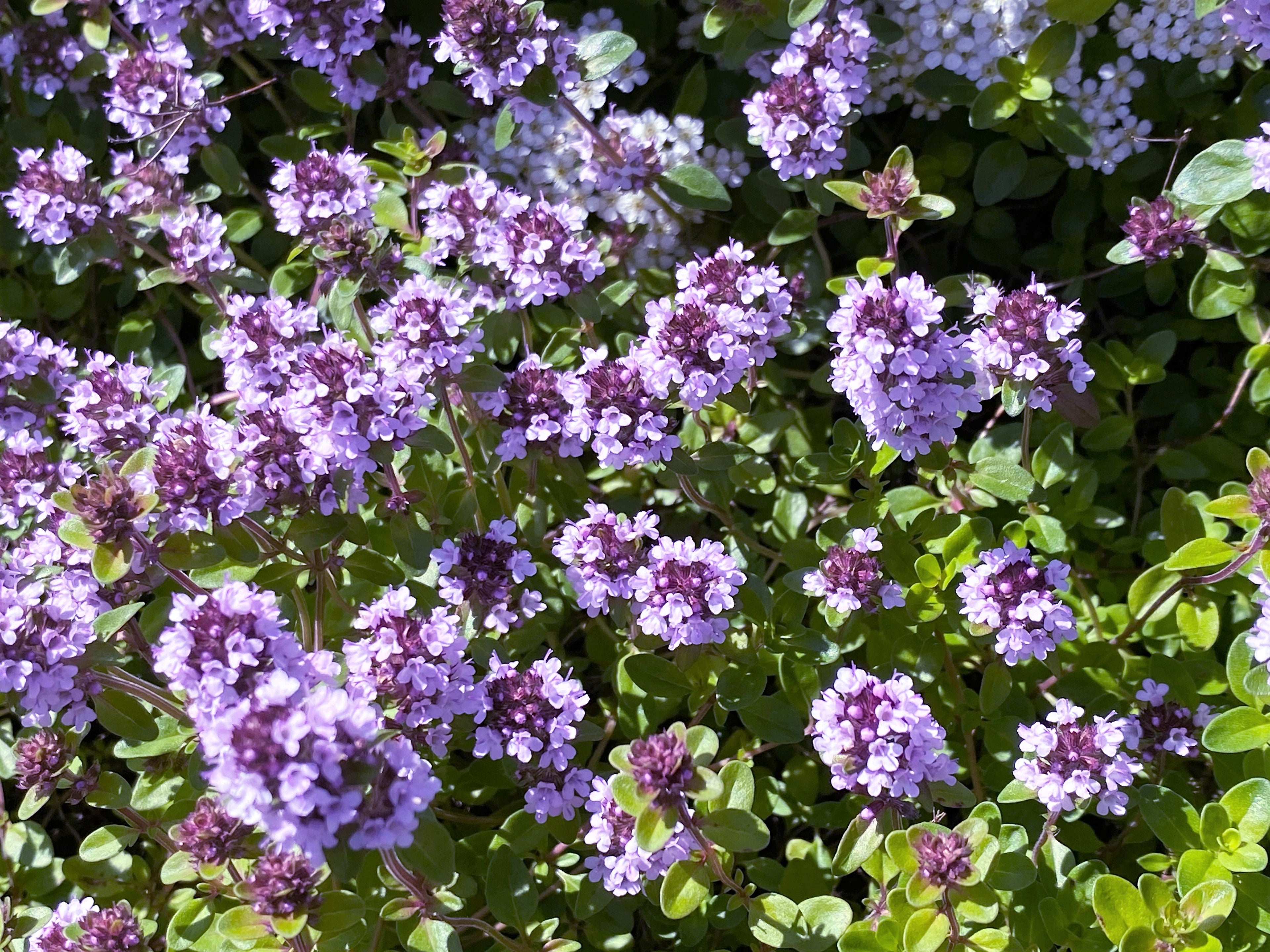 10,000 BULK LEMON THYME Thymus Pulegioides Herb Purple Flower Fragrant Evergreen Seeds