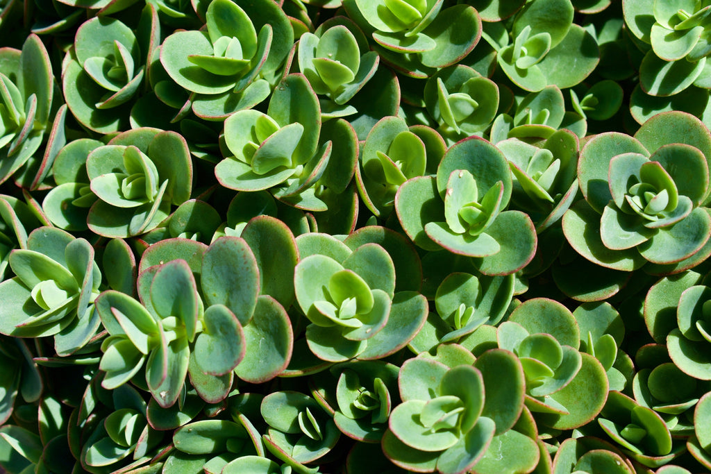 150 MIXED SEDUM Stonecrop Succulent Groundcover Red White Yellow Pink Purple Flower Seeds