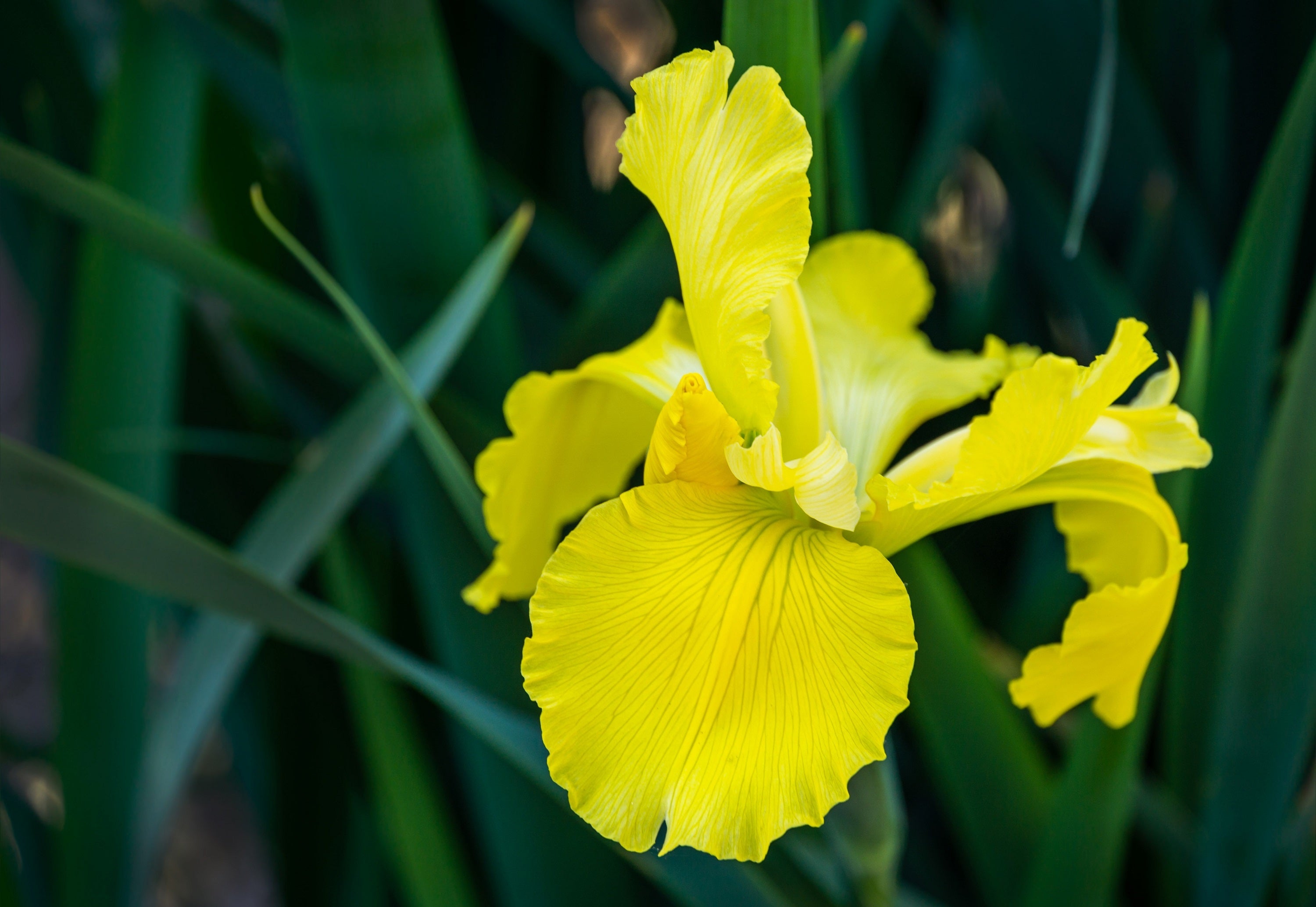 20 MIXED SIBERIAN IRIS Sibirica Iris Bicolor Blue Red White Yellow Purple Siberian Flag Flower Seeds