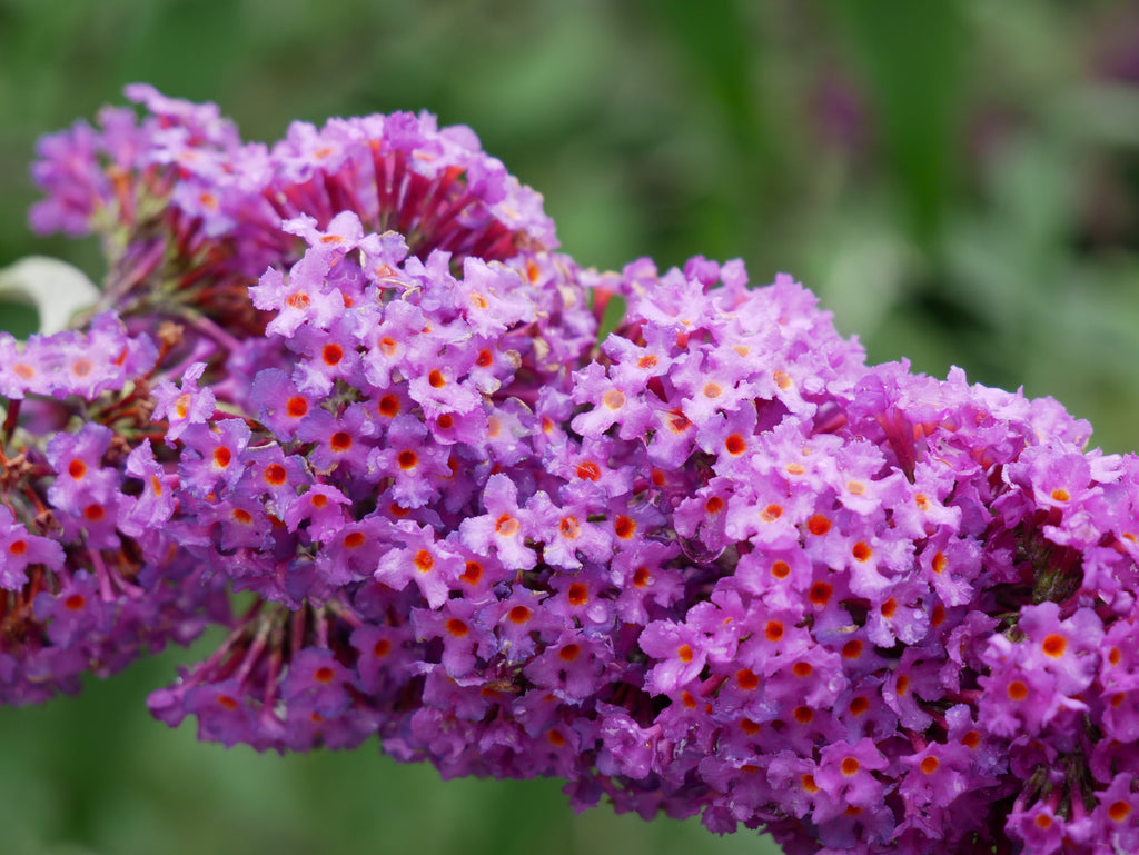 50 VIOLET BUTTERFLY BUSH Buddleja Davidii Purple Flower Seeds