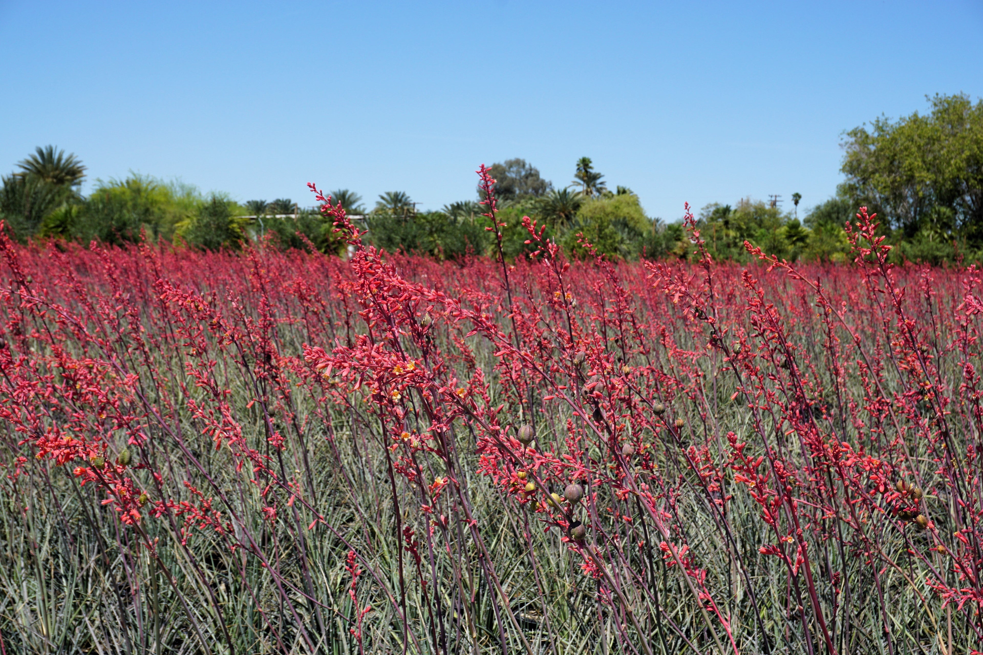 25 RED YUCCA Hesperaloe Parviflora aka Hummingbird, Coral, & Texas Yucca Flower Seeds