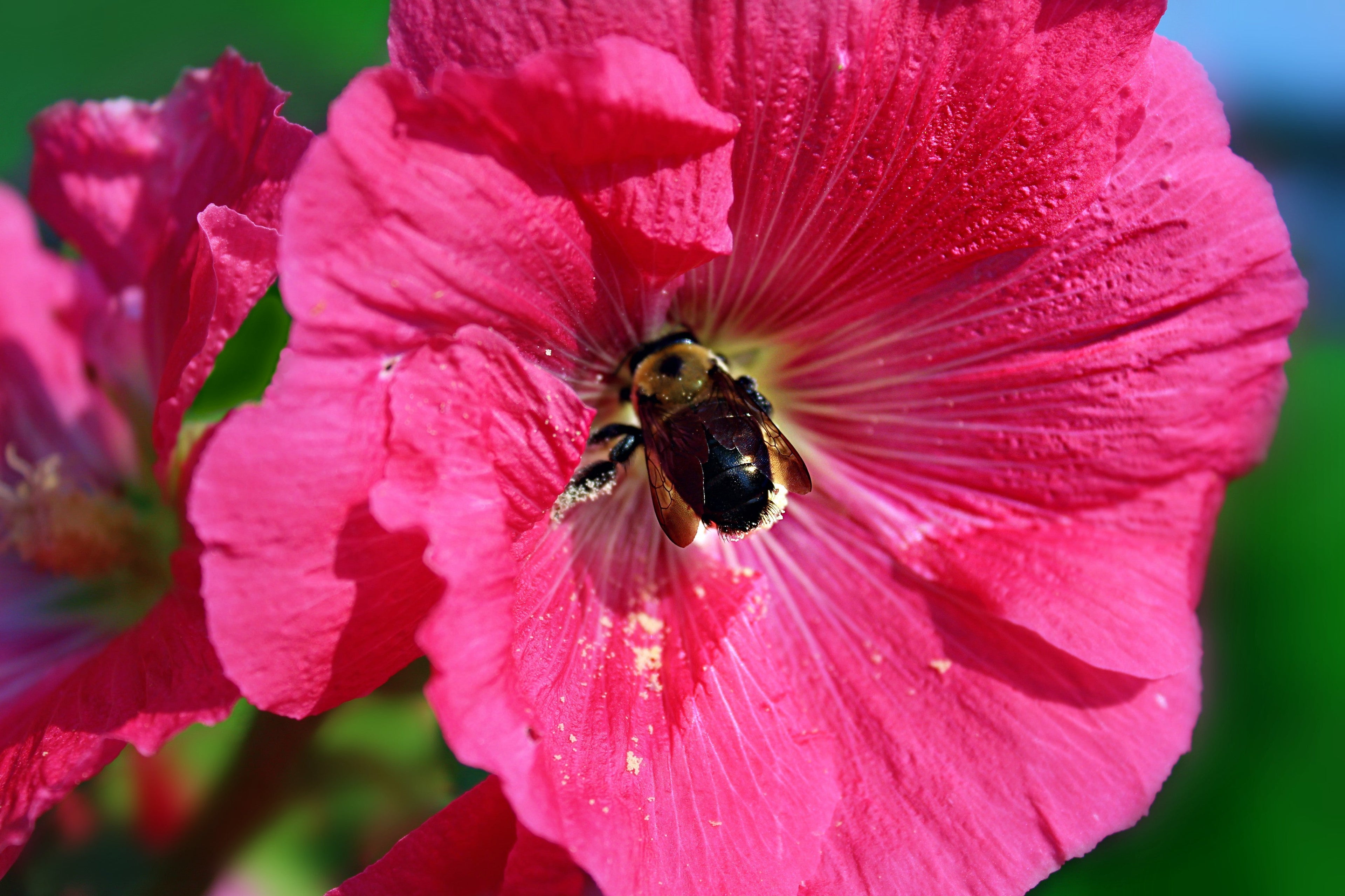 25 BRIGHT PINK HOLLYHOCK Alcea Rosea Perennial Flower Seeds