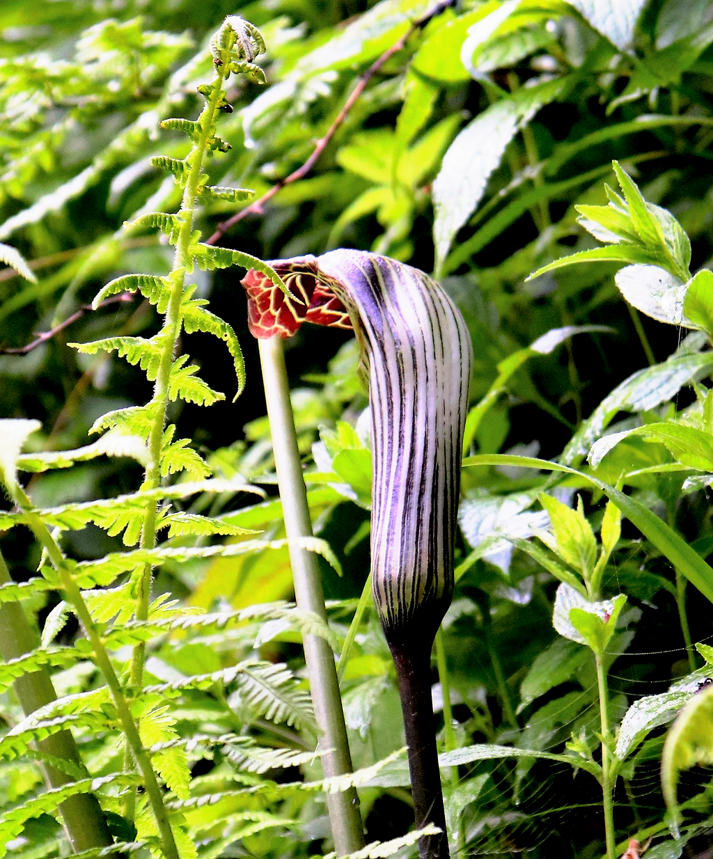 5 HIMALAYAN COBRA LILY Arisaema Consanguineum Asian Jack in the Pulpit Purple Brown White Striped Flower Seeds