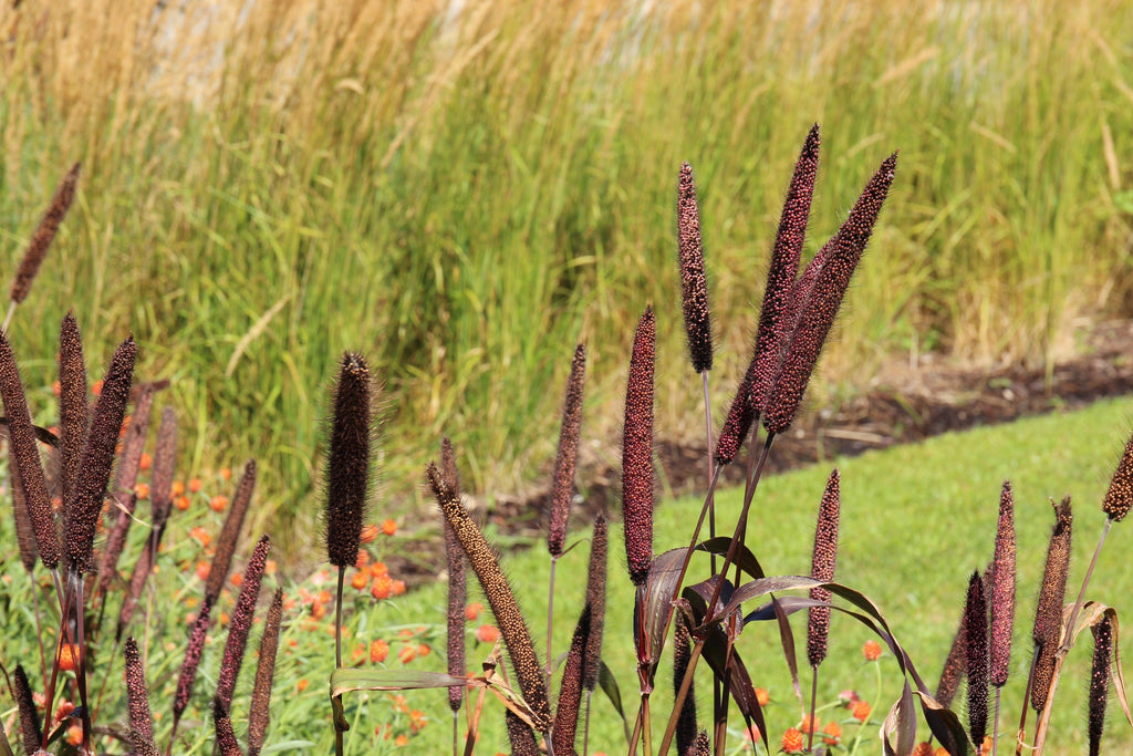 25 RED JEWEL MILLET Setaria Italica Ornamental Grass Flower Seeds