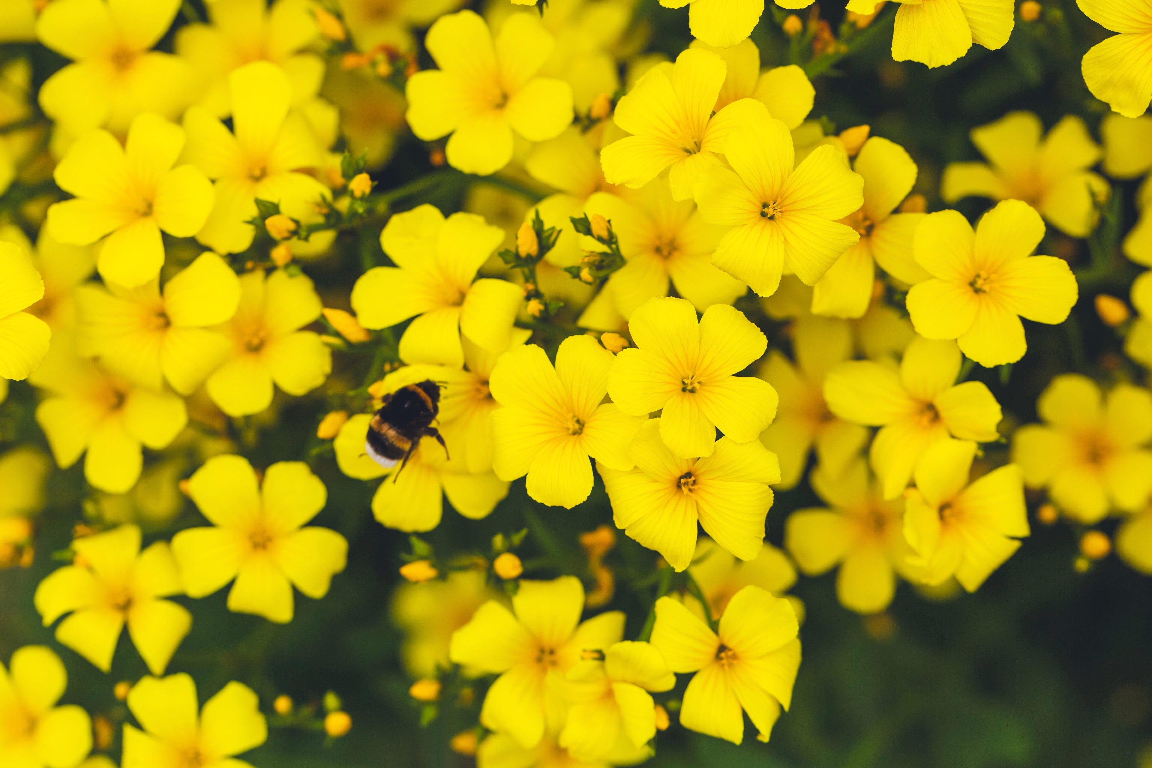 500 Organic GOLDEN FLAX Yellow Linseed Common Linum Flavum Flower Seeds