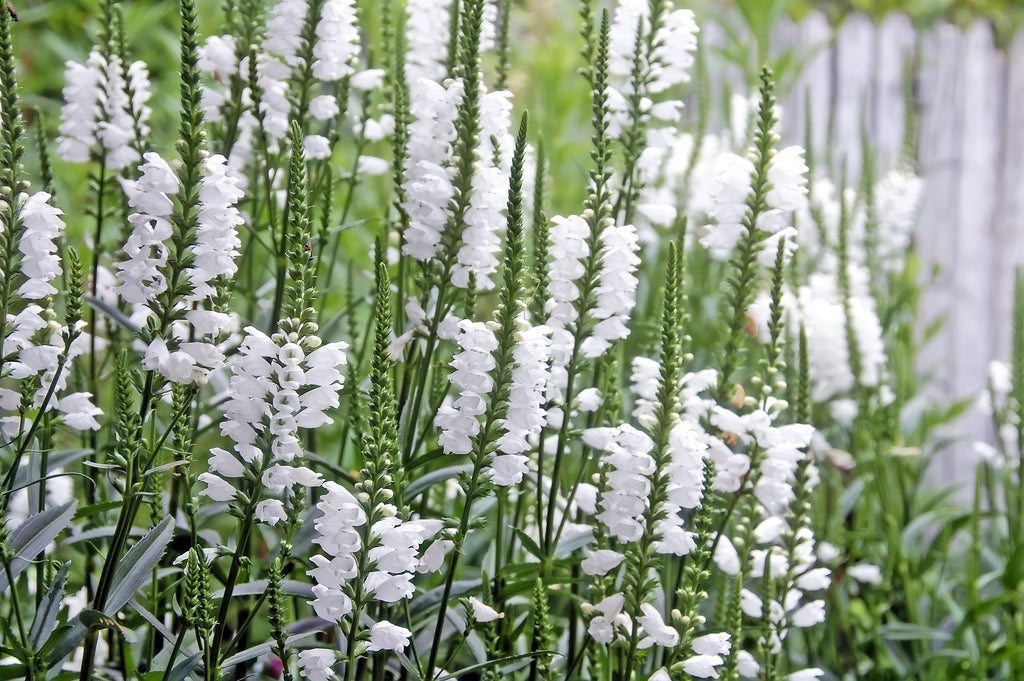 50 WHITE Showy OBEDIENT PLANT False Dragon Head Physostegia Virginiana Flower Seeds