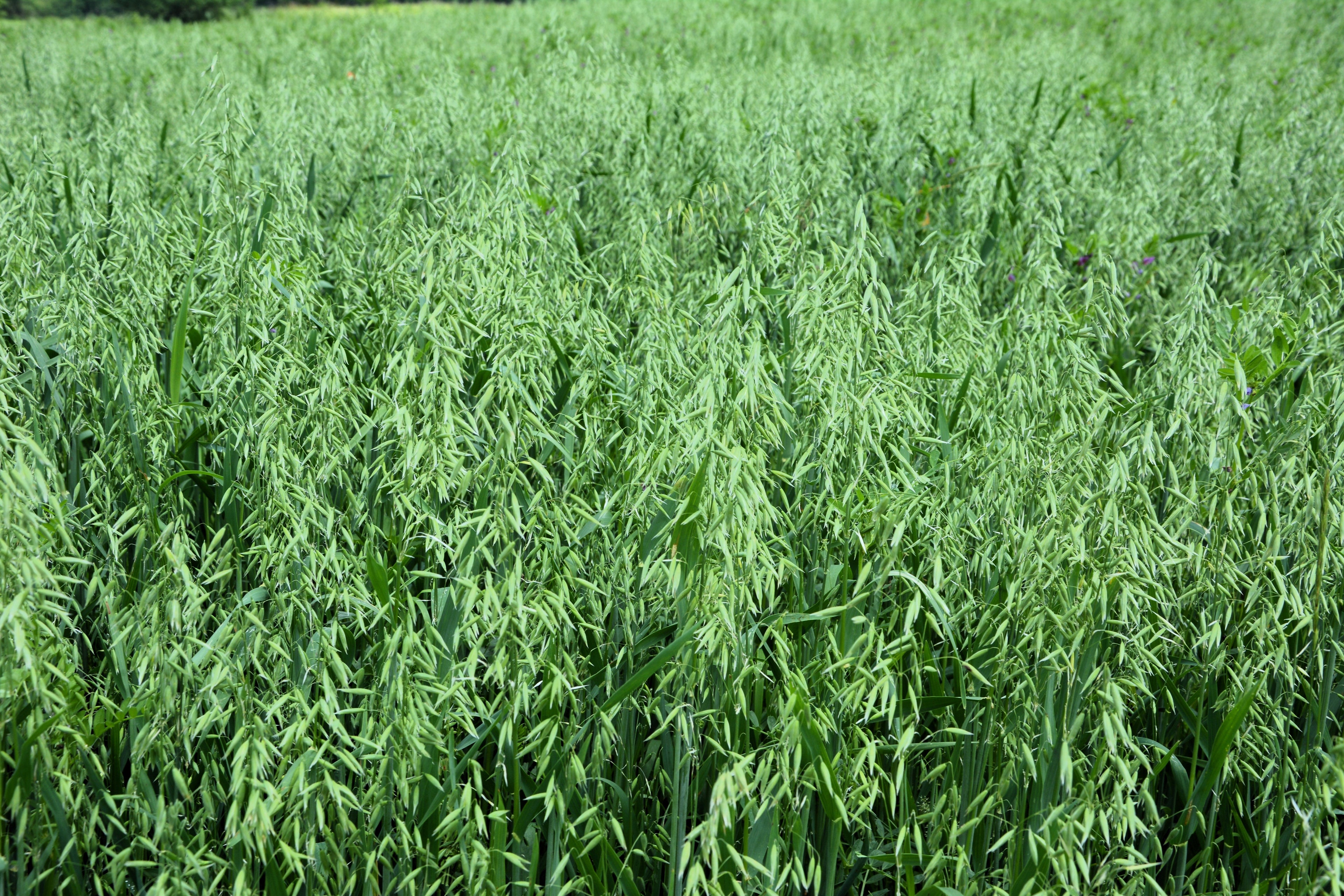 200 ORGANIC OAT Oats Avena Sativa Grain Vegetable Seeds