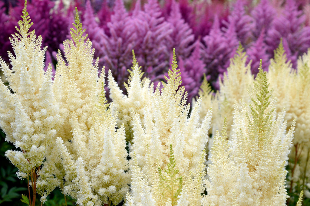 50 MIXED Colors ASTILBE BUNTER Astilbe Simplicifolia Shade Red White Purple Pink Flower Seeds